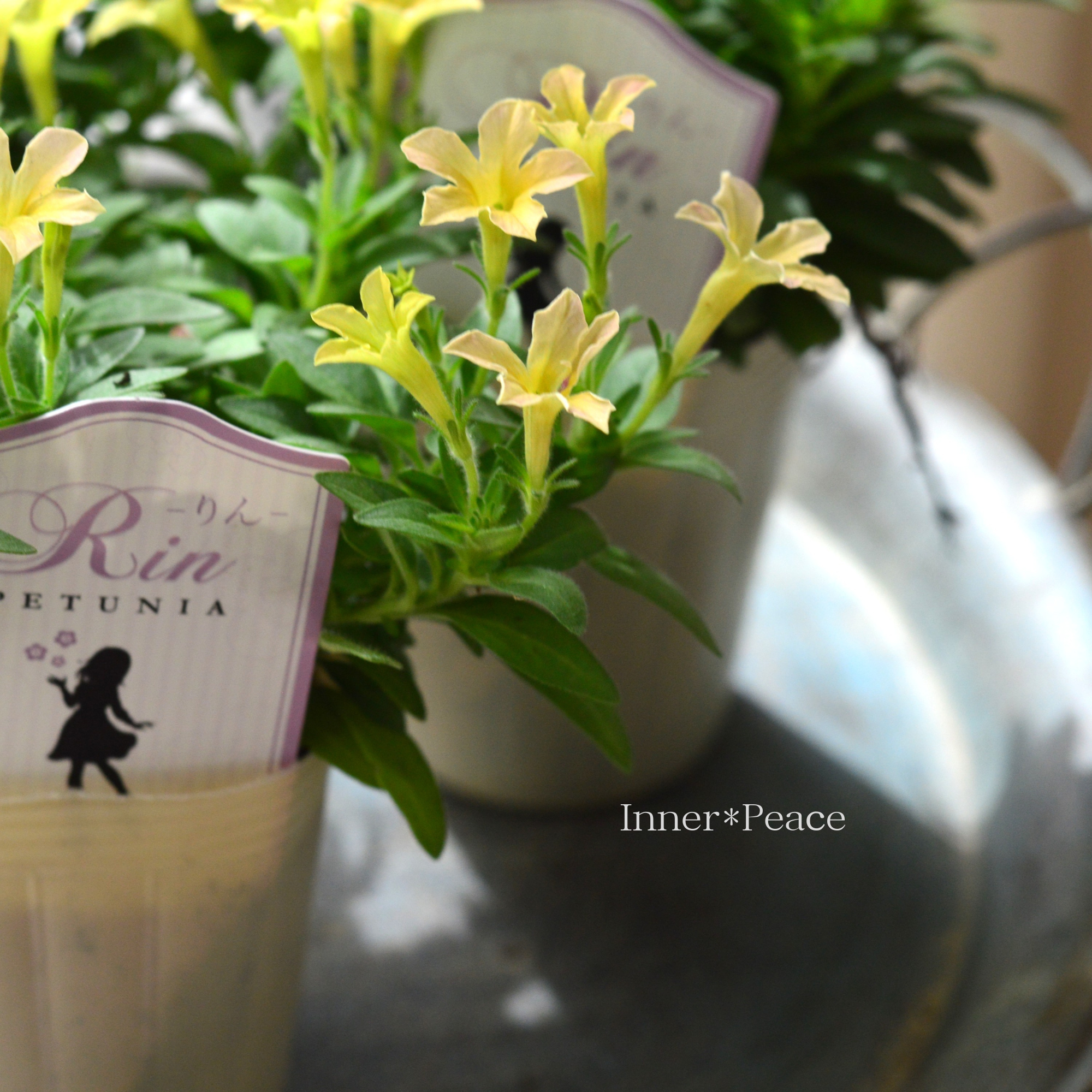 【おしゃれ】 ペチュニア 『りん E』 2.5寸ロングPOT