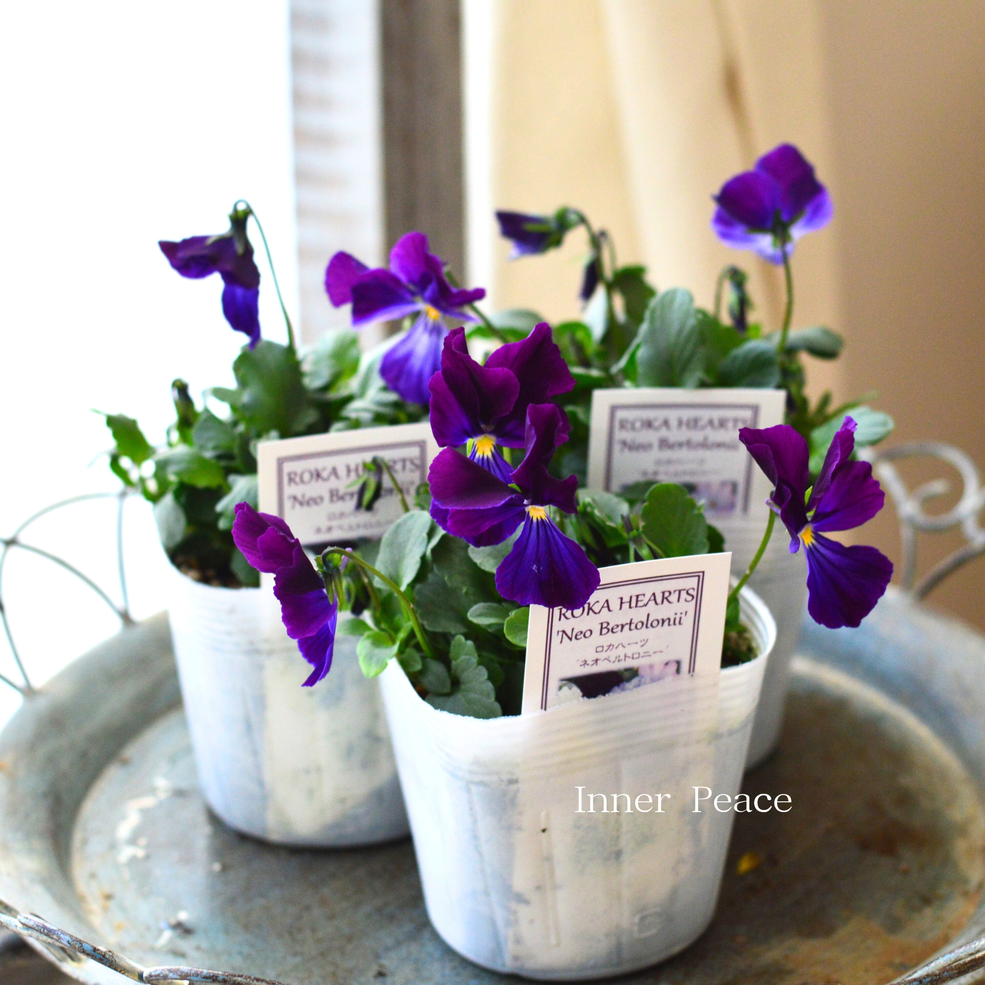 【美しい】 ビオラ ロカハーツ 『ネオベルトロニー・F』 3.5寸POT