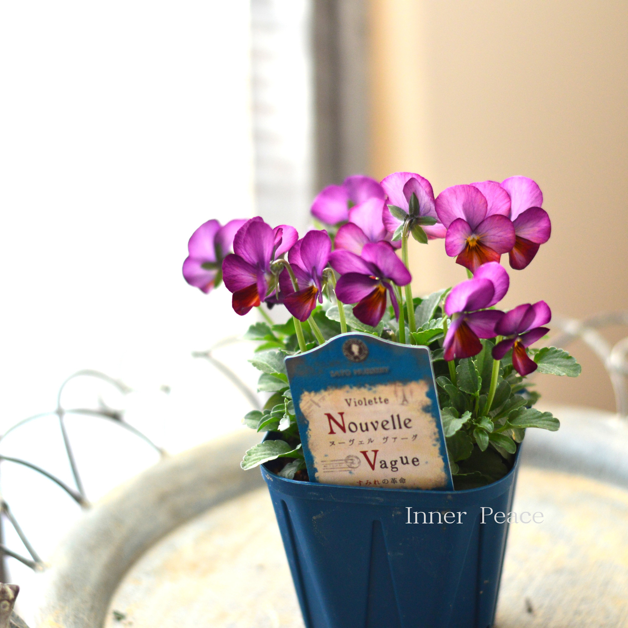 【サトウ園芸さん】 ビオラ 『ヌーベルヴァーグ~すみれの革命~ F』 3.5寸硬質POT
