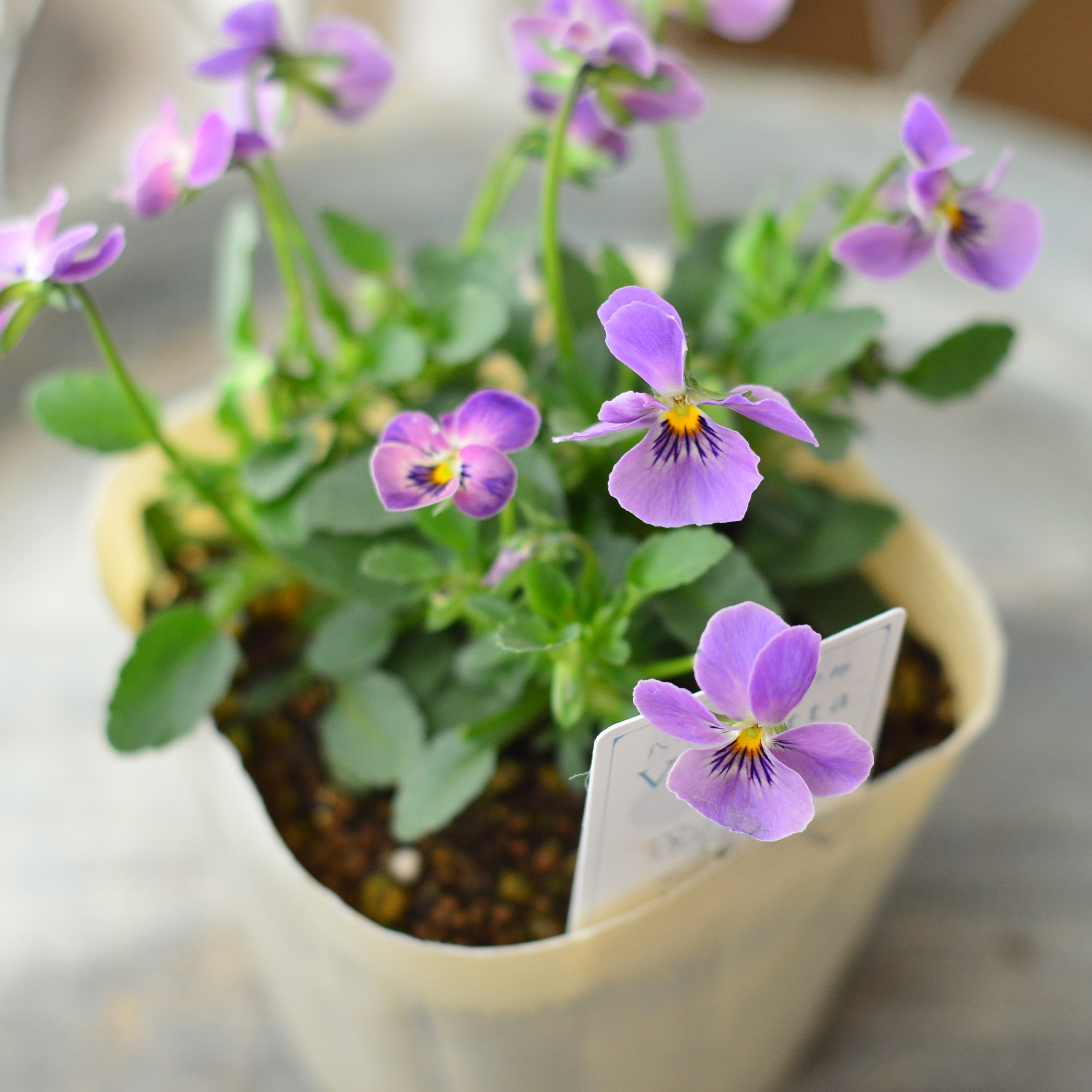 【VEGIHANA FARMさん】 小輪ビオラ 『ビオレッタ・しずく F』 3.5寸POT