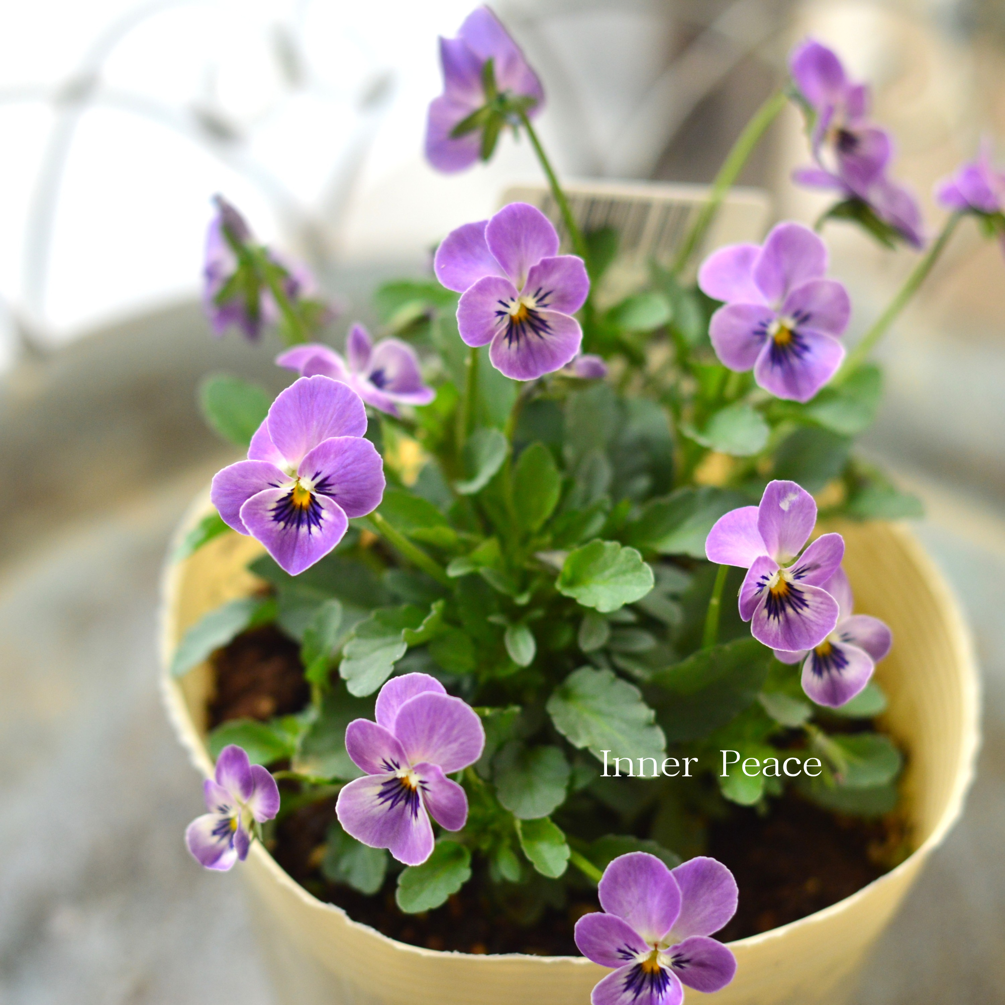 VEGIHANA FARMさん】 小輪ビオラ 『ビオレッタ・しずく F』 3.5寸POT VEGIHANA FARMさん】 小輪ビオラ 『ビオレッタ・しずく F』 3.5寸POT