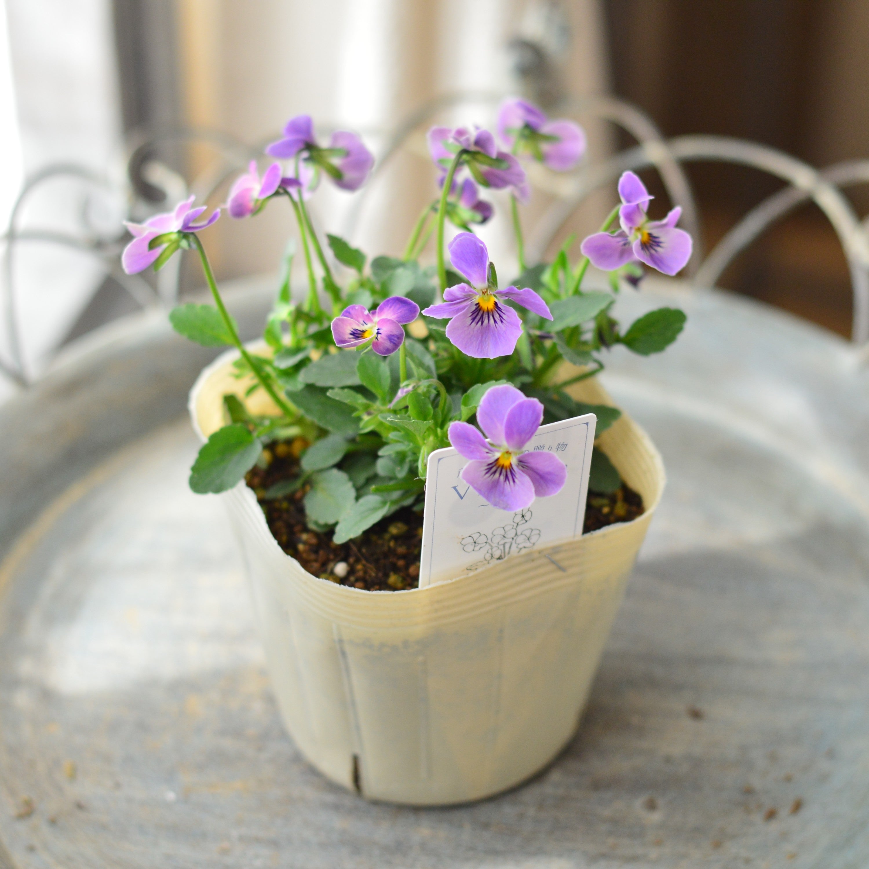 【VEGIHANA FARMさん】 小輪ビオラ 『ビオレッタ・しずく F』 3.5寸POT