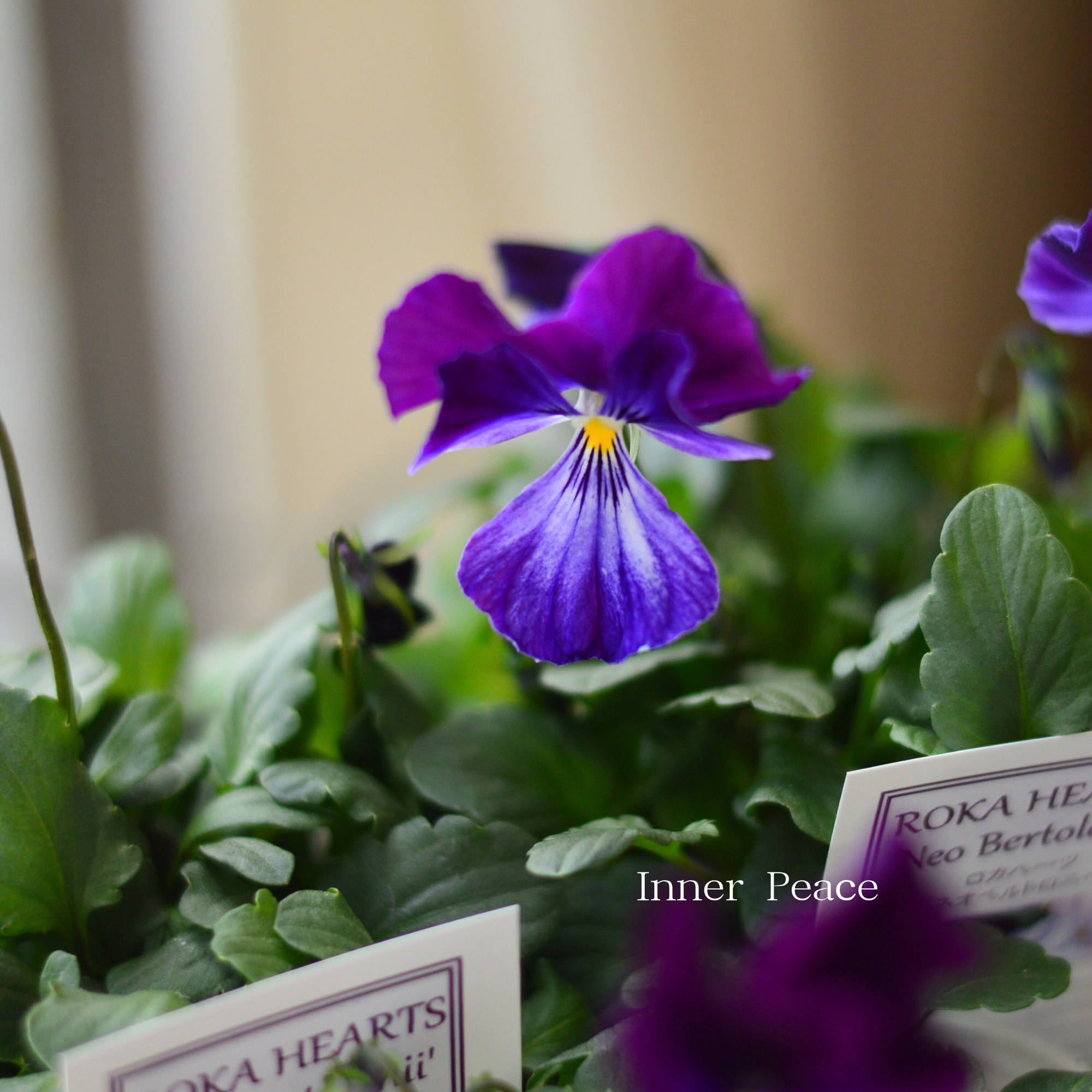 【美しい】 ビオラ ロカハーツ 『ネオベルトロニー・F』 3.5寸POT