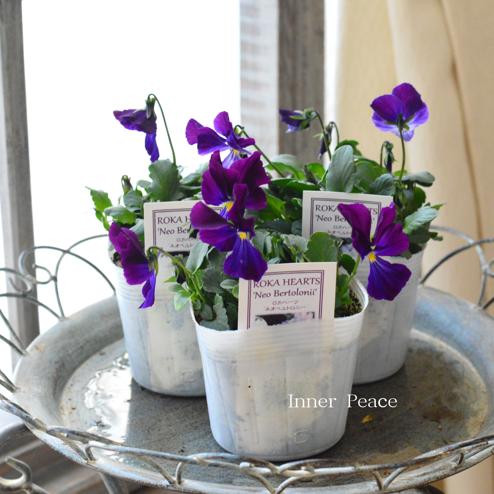 【美しい】 ビオラ ロカハーツ 『ネオベルトロニー・F』 3.5寸POT