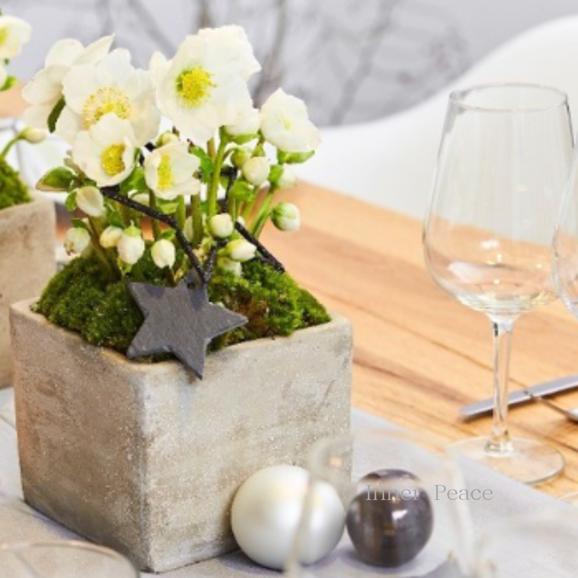 【童仙房さん】 クリスマスローズ 『ニゲル・F1マリア』 3.5寸POT