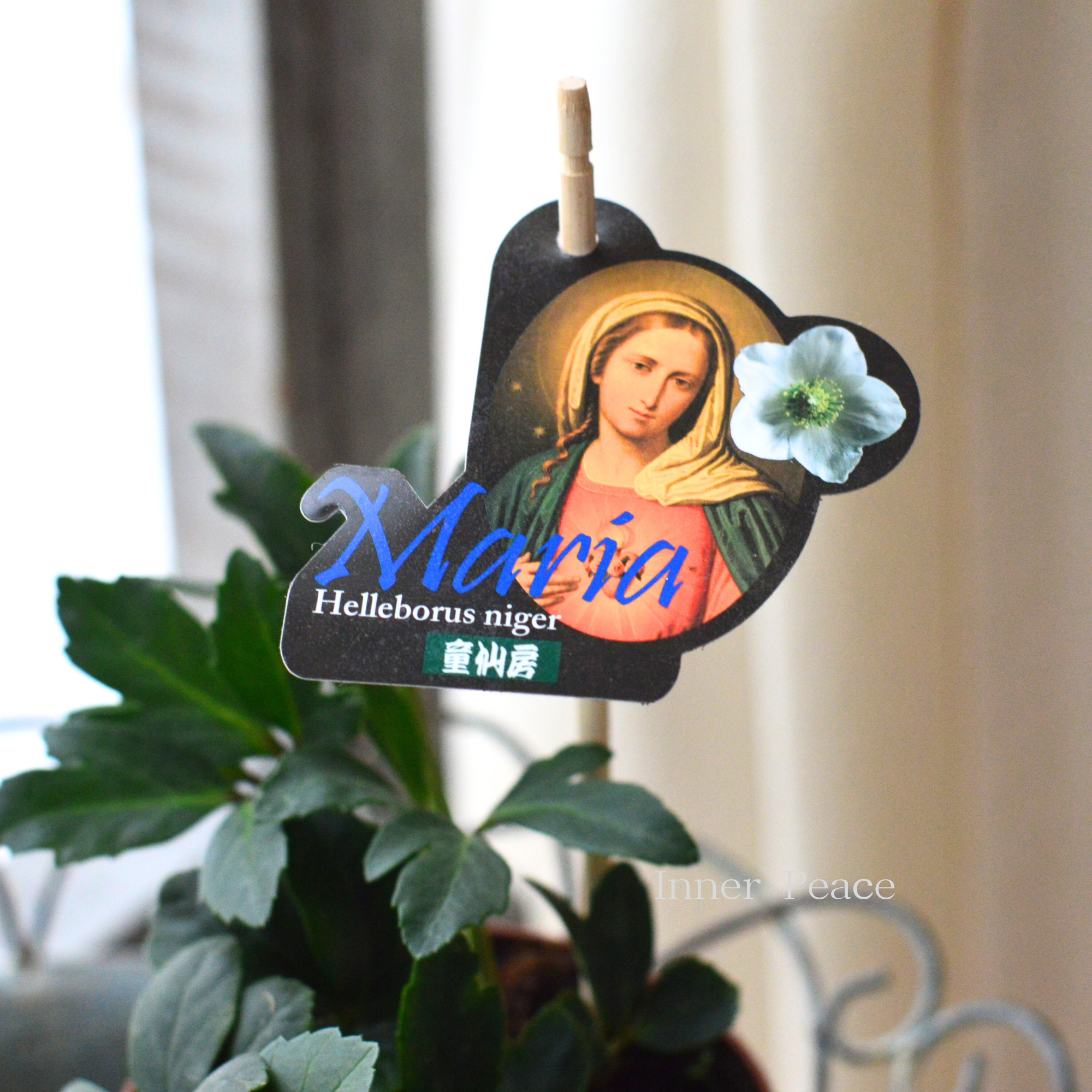 【童仙房さん】 クリスマスローズ 『ニゲル・F1マリア』 3.5寸POT