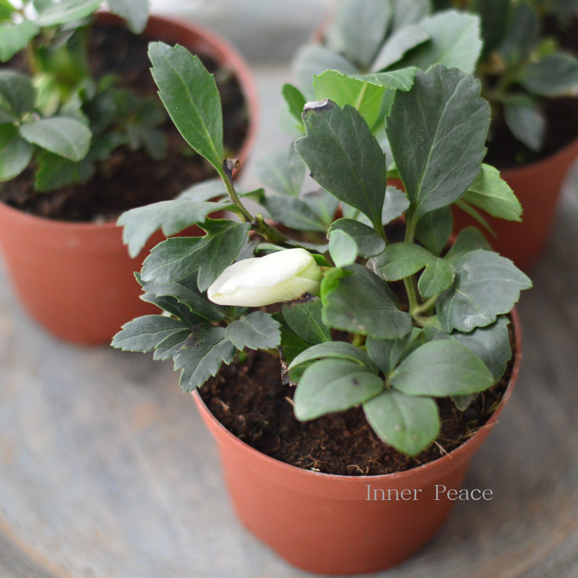 【童仙房さん】 クリスマスローズ 『ニゲル・F1マリア』 3.5寸POT