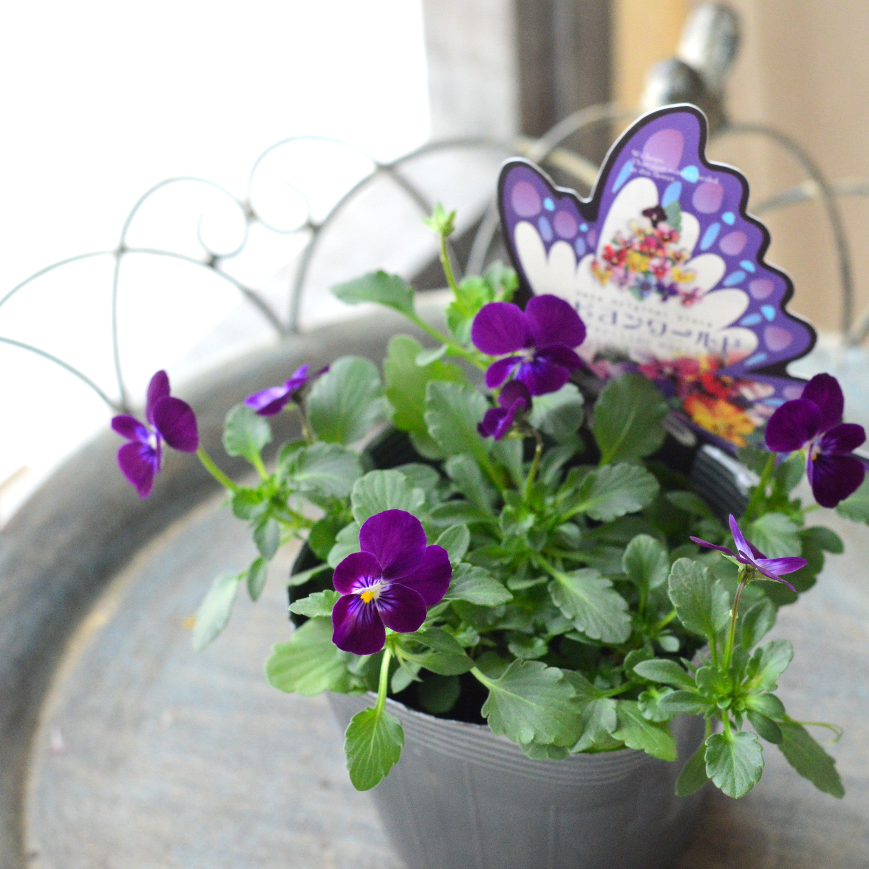 【うえたさん育種】 ビオラ 『パピヨンワールド・F』 3.5寸POT