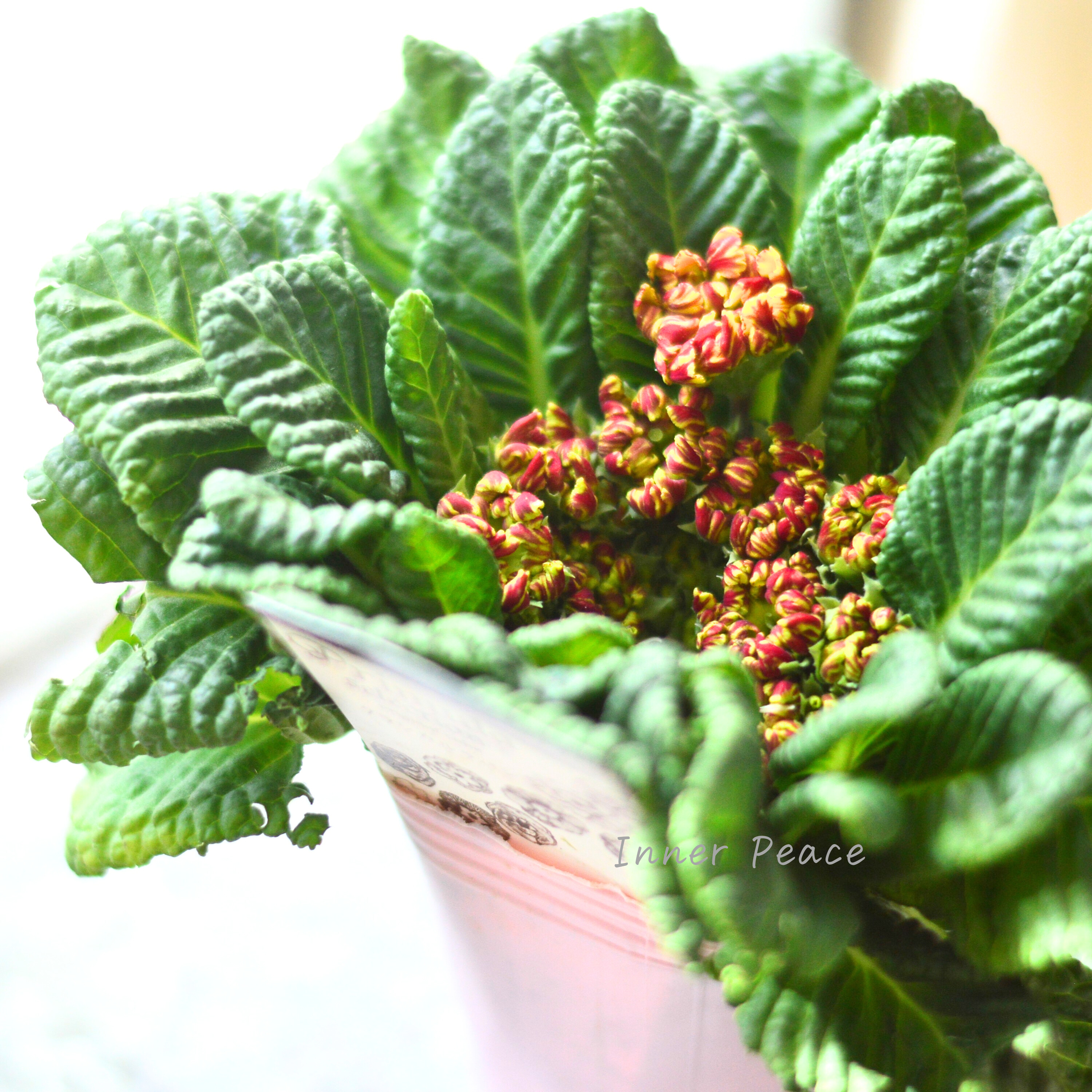 【k-plantsさん】 フリンジ咲き プリムラ 『クラシカルラパン・F』 2.5寸ロングPOT