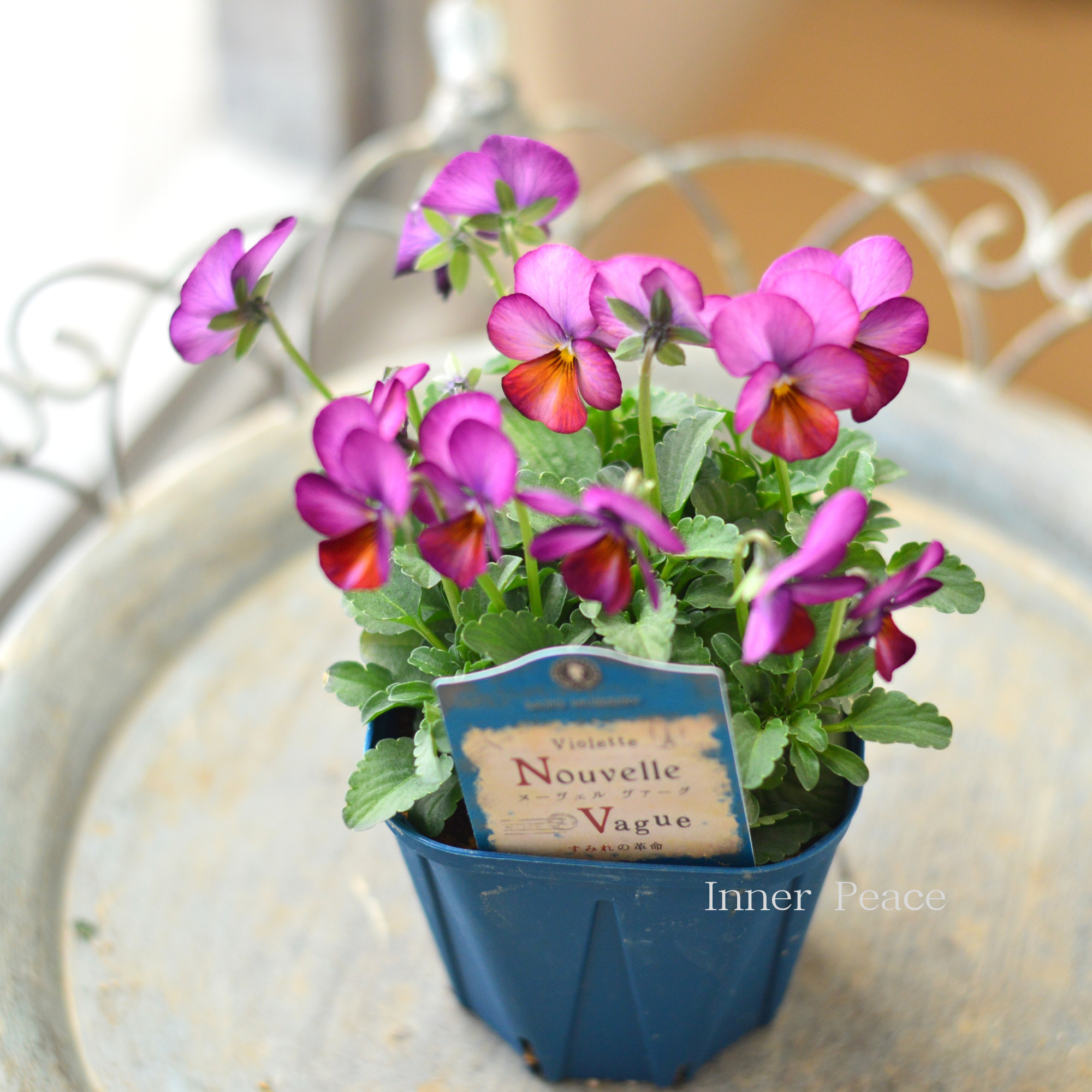 【サトウ園芸さん】 ビオラ 『ヌーベルヴァーグ~すみれの革命~ F』 3.5寸硬質POT