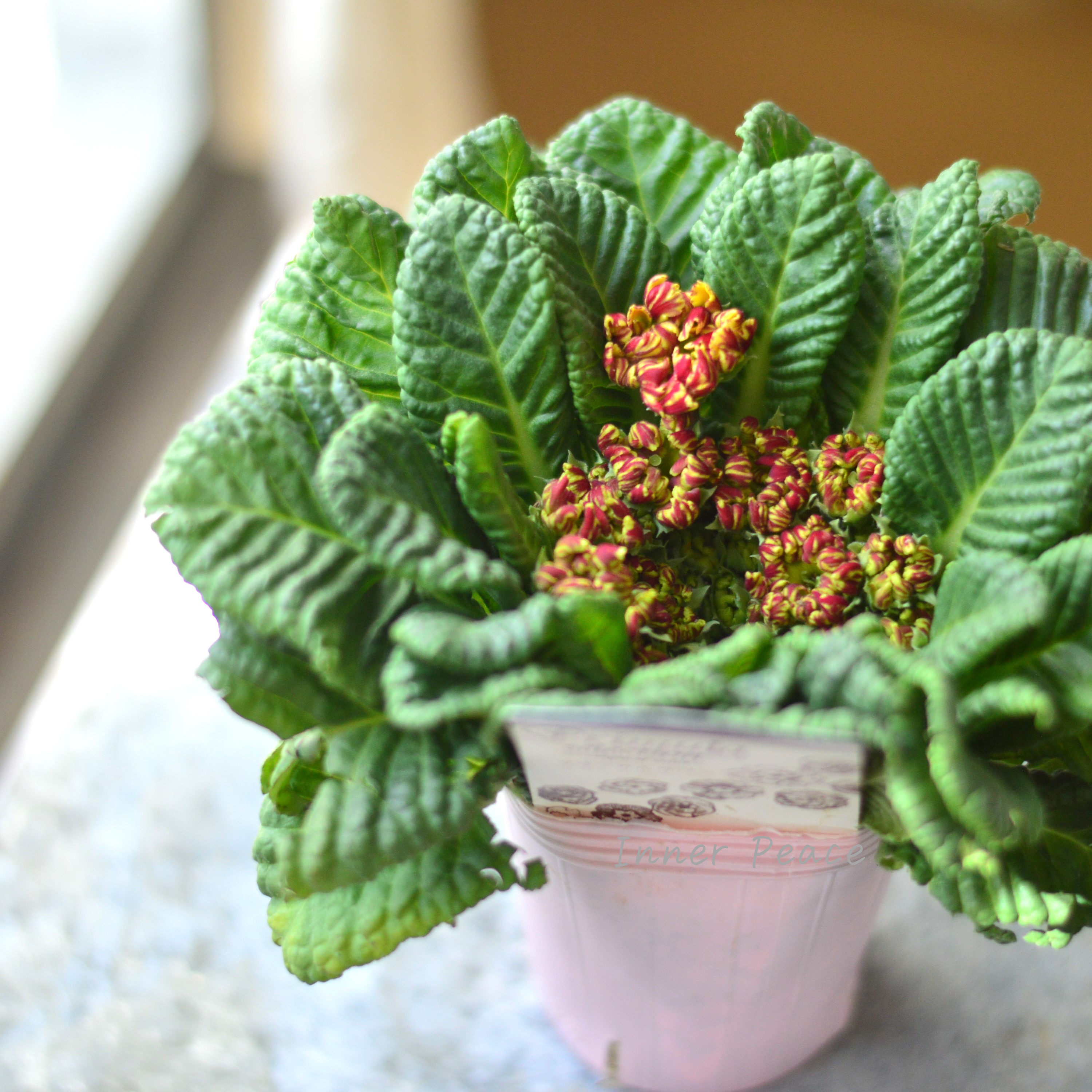 【k-plantsさん】 フリンジ咲き プリムラ 『クラシカルラパン・F』 2.5寸ロングPOT