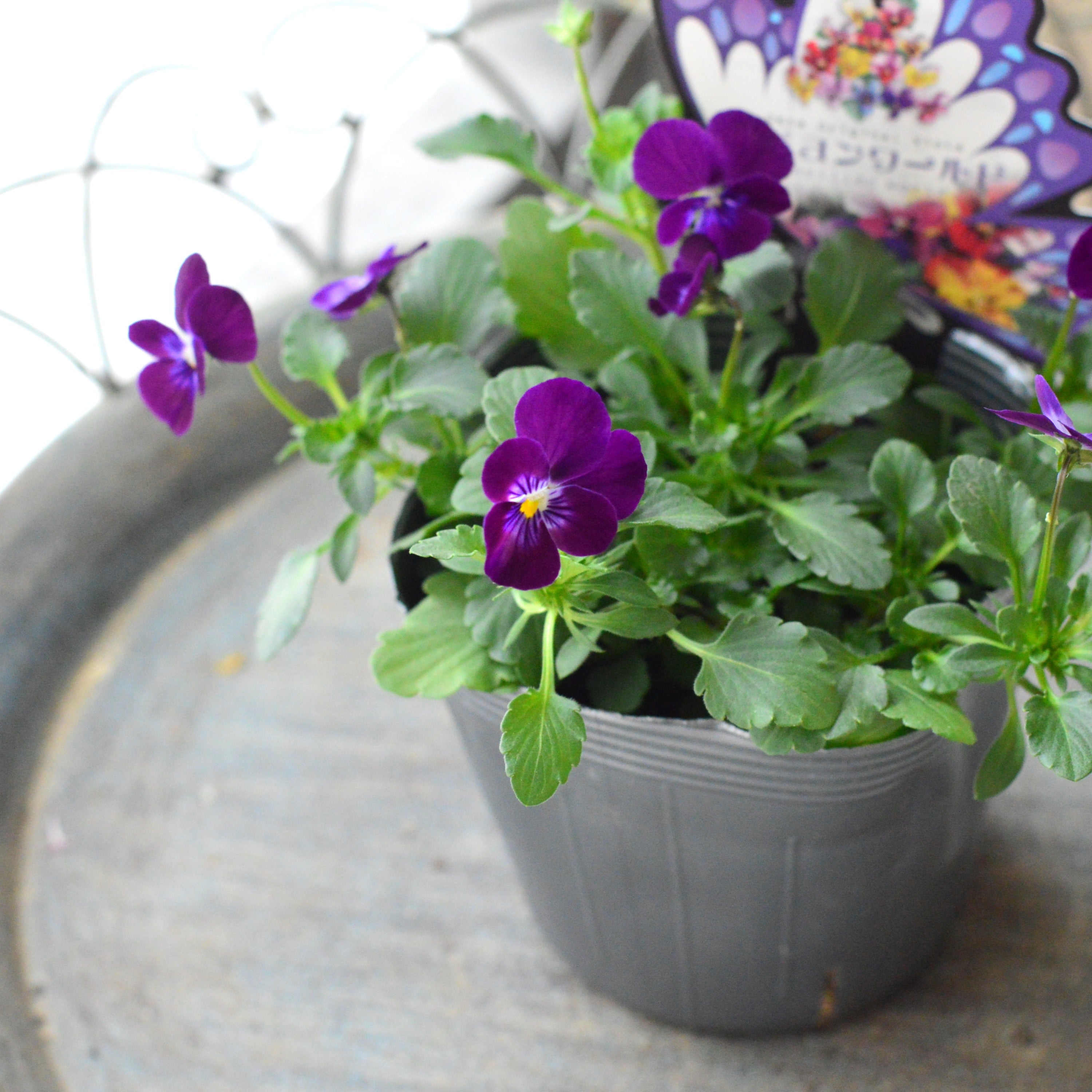 【うえたさん育種】 ビオラ 『パピヨンワールド・F』 3.5寸POT