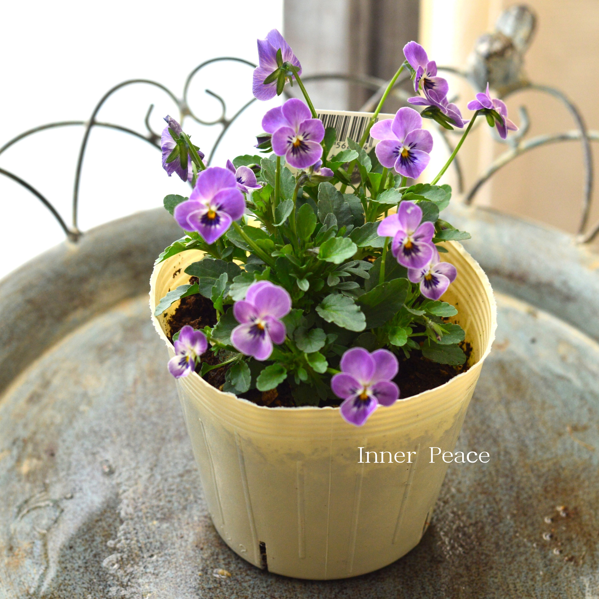 【VEGIHANA FARMさん】 小輪ビオラ 『ビオレッタ・しずく F』 3.5寸POT