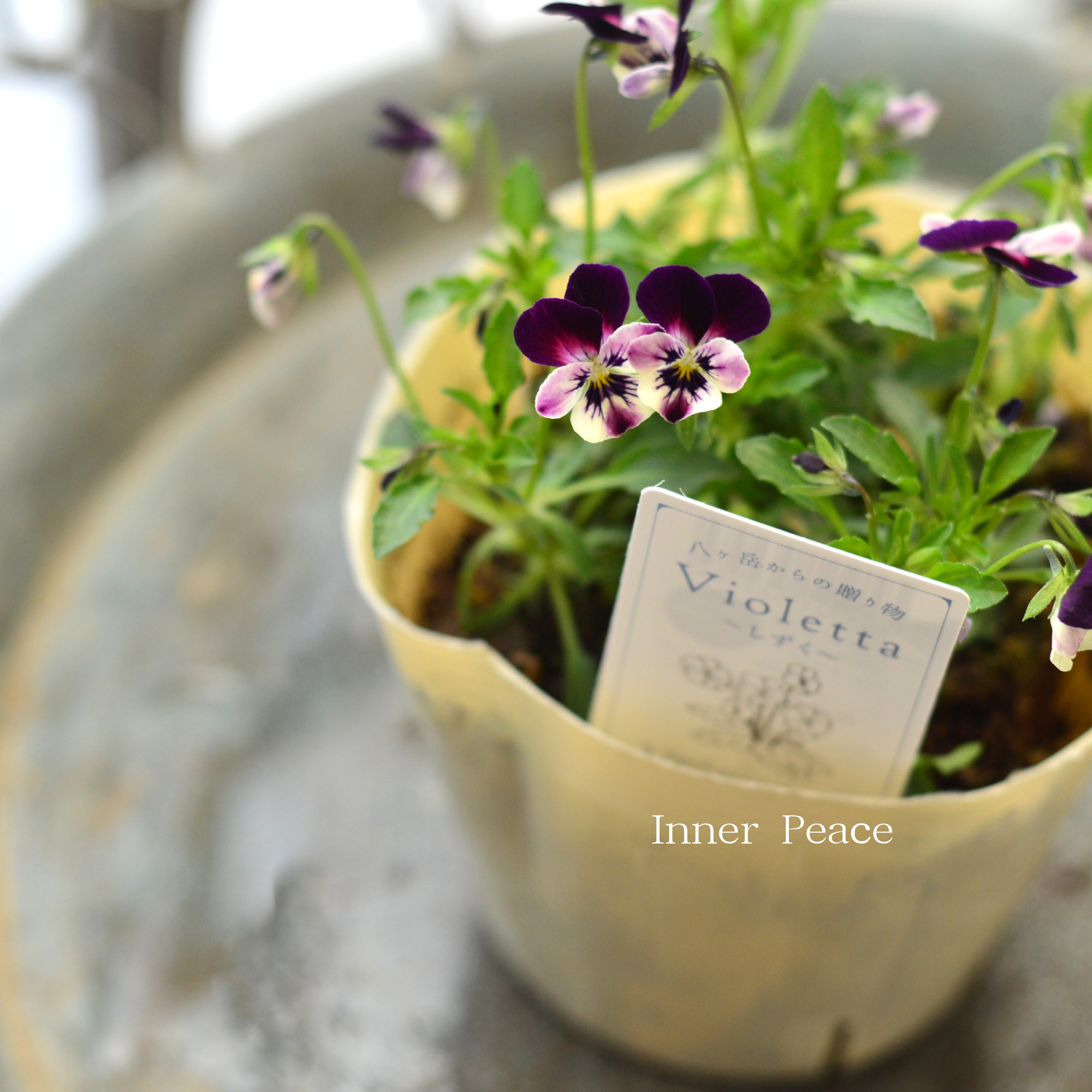 【VEGIHANA FARMさん】 小輪ビオラ 『ビオレッタ・しずく G』 3.5寸POT