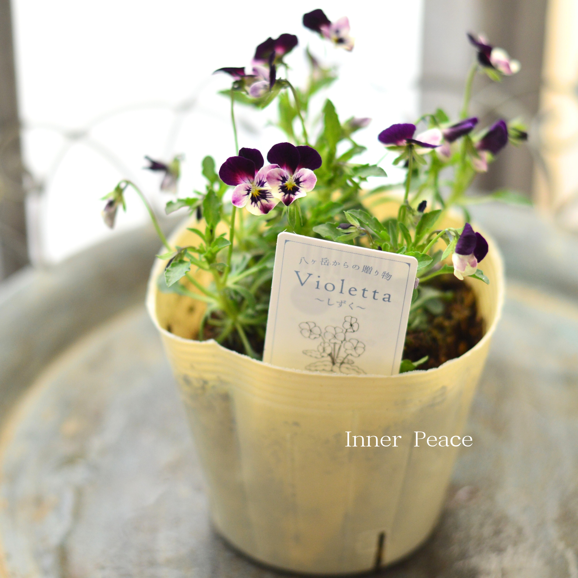 【VEGIHANA FARMさん】 小輪ビオラ 『ビオレッタ・しずく G』 3.5寸POT