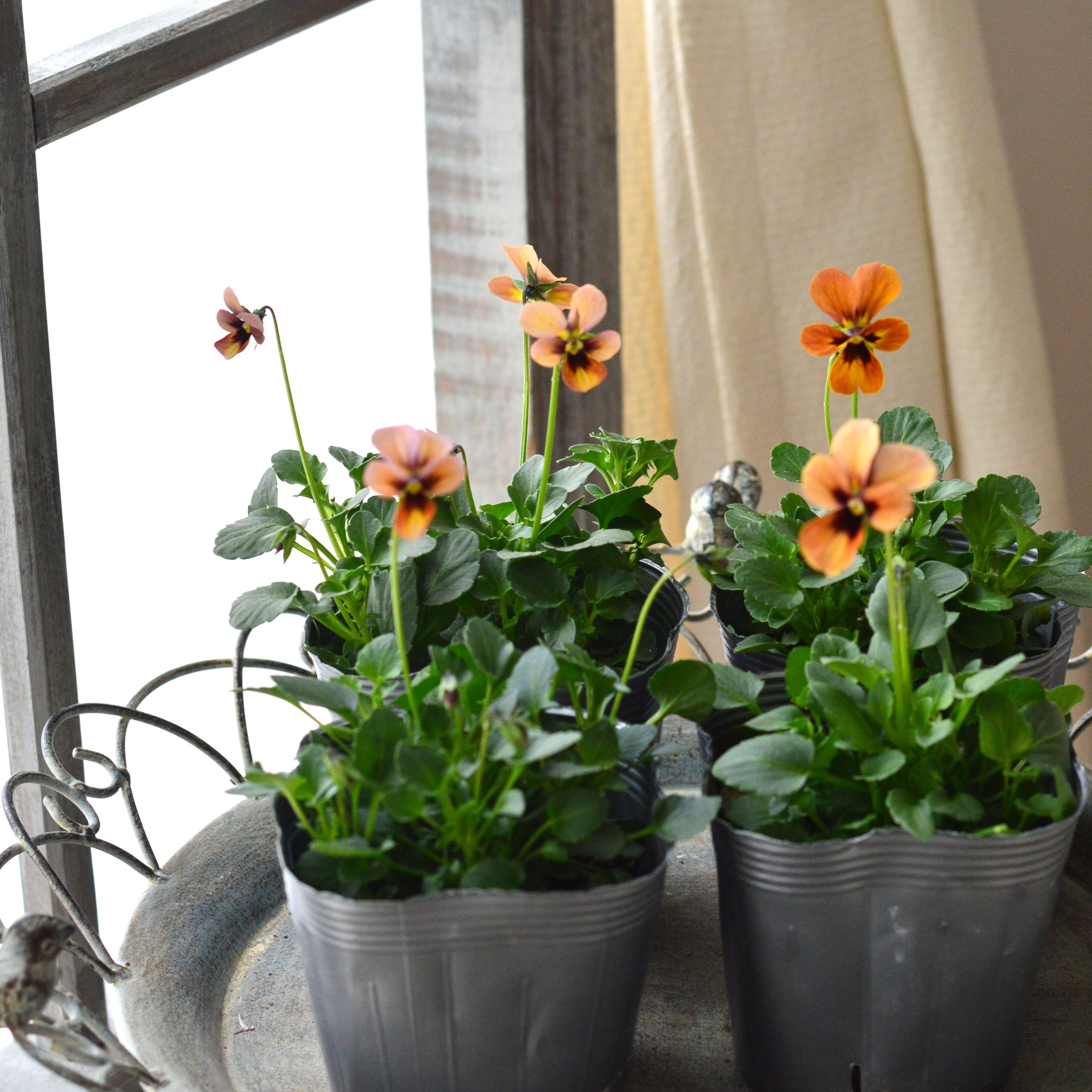 【うえたさん育種】 ビオラ 『パピヨンワールド・G』 3.5寸POT