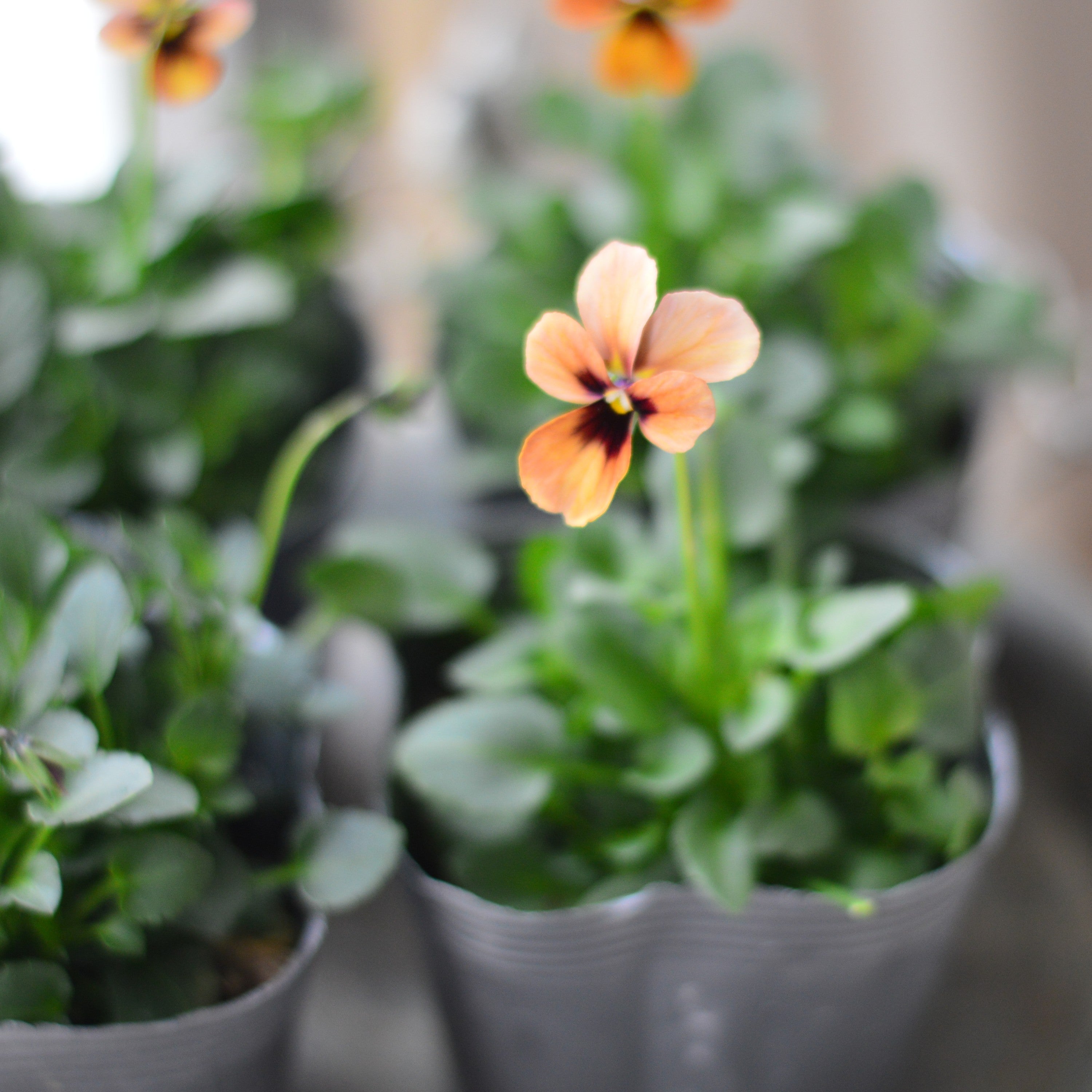 【うえたさん育種】 ビオラ 『パピヨンワールド・G』 3.5寸POT