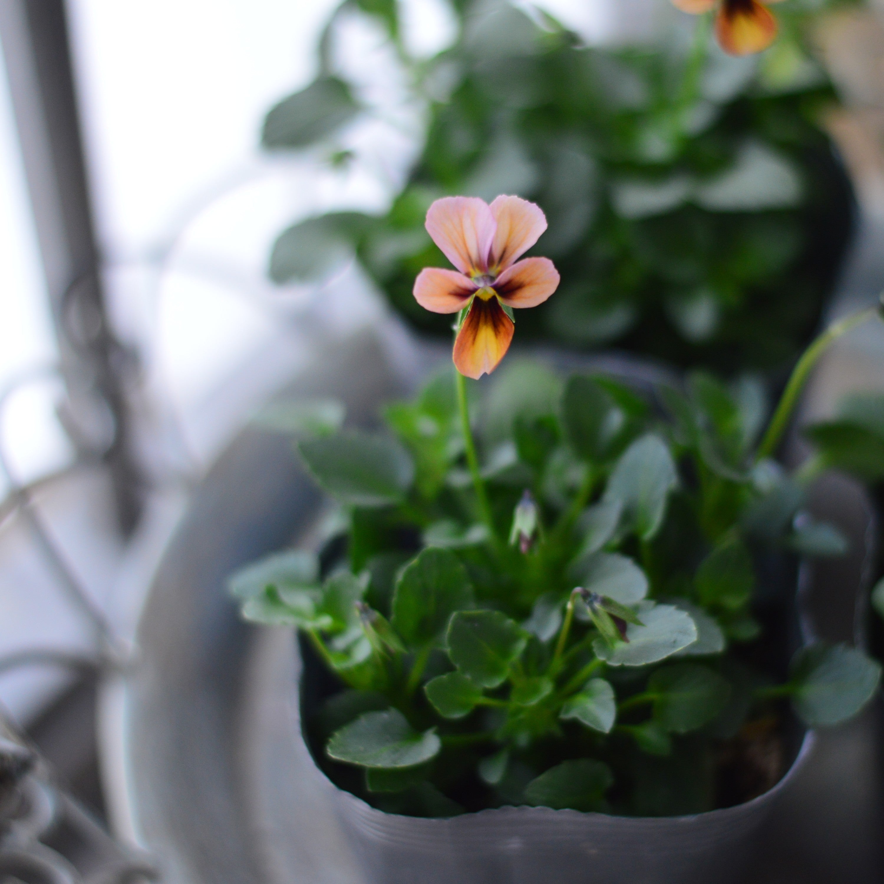 【うえたさん育種】 ビオラ 『パピヨンワールド・G』 3.5寸POT