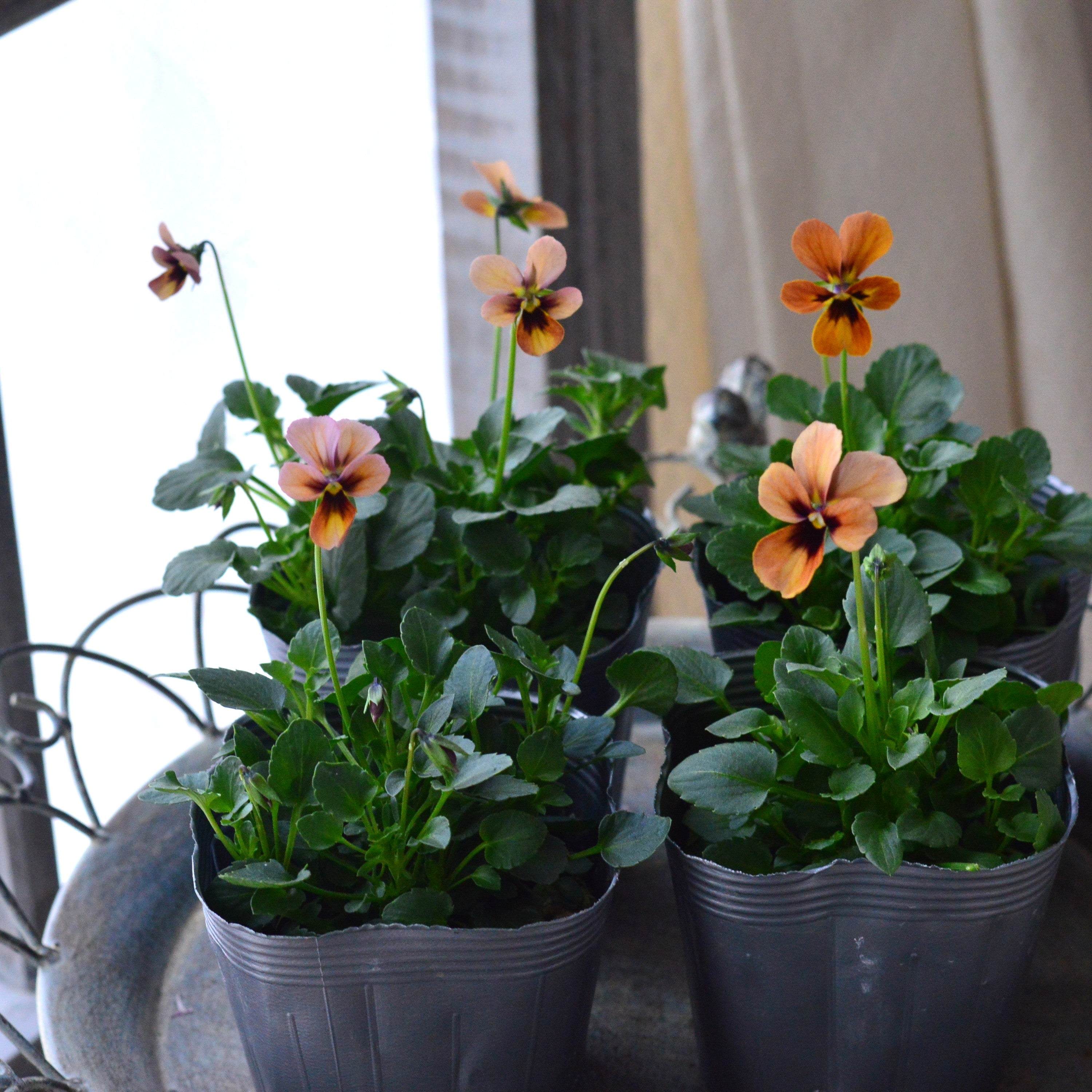 【うえたさん育種】 ビオラ 『パピヨンワールド・G』 3.5寸POT