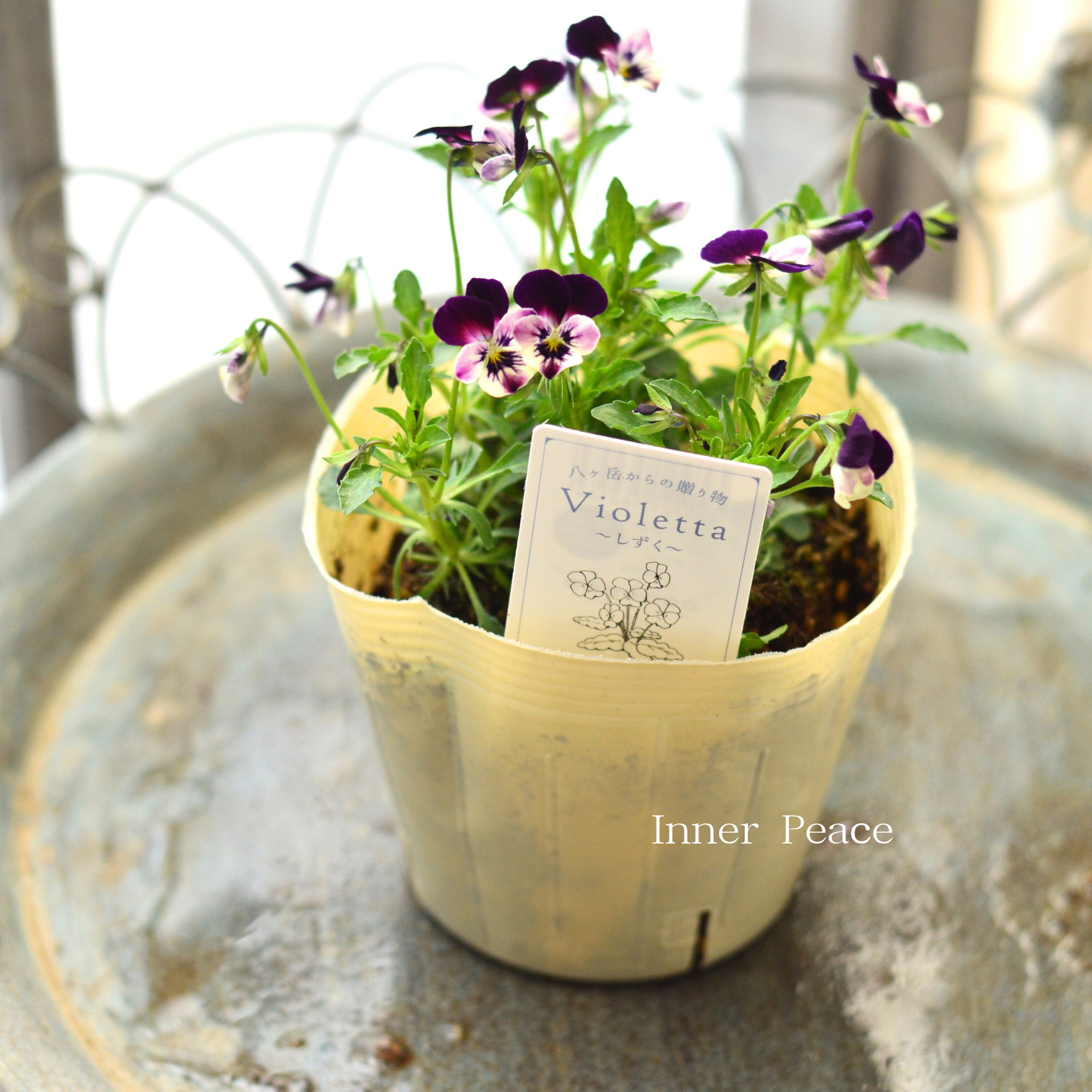 【VEGIHANA FARMさん】 小輪ビオラ 『ビオレッタ・しずく G』 3.5寸POT
