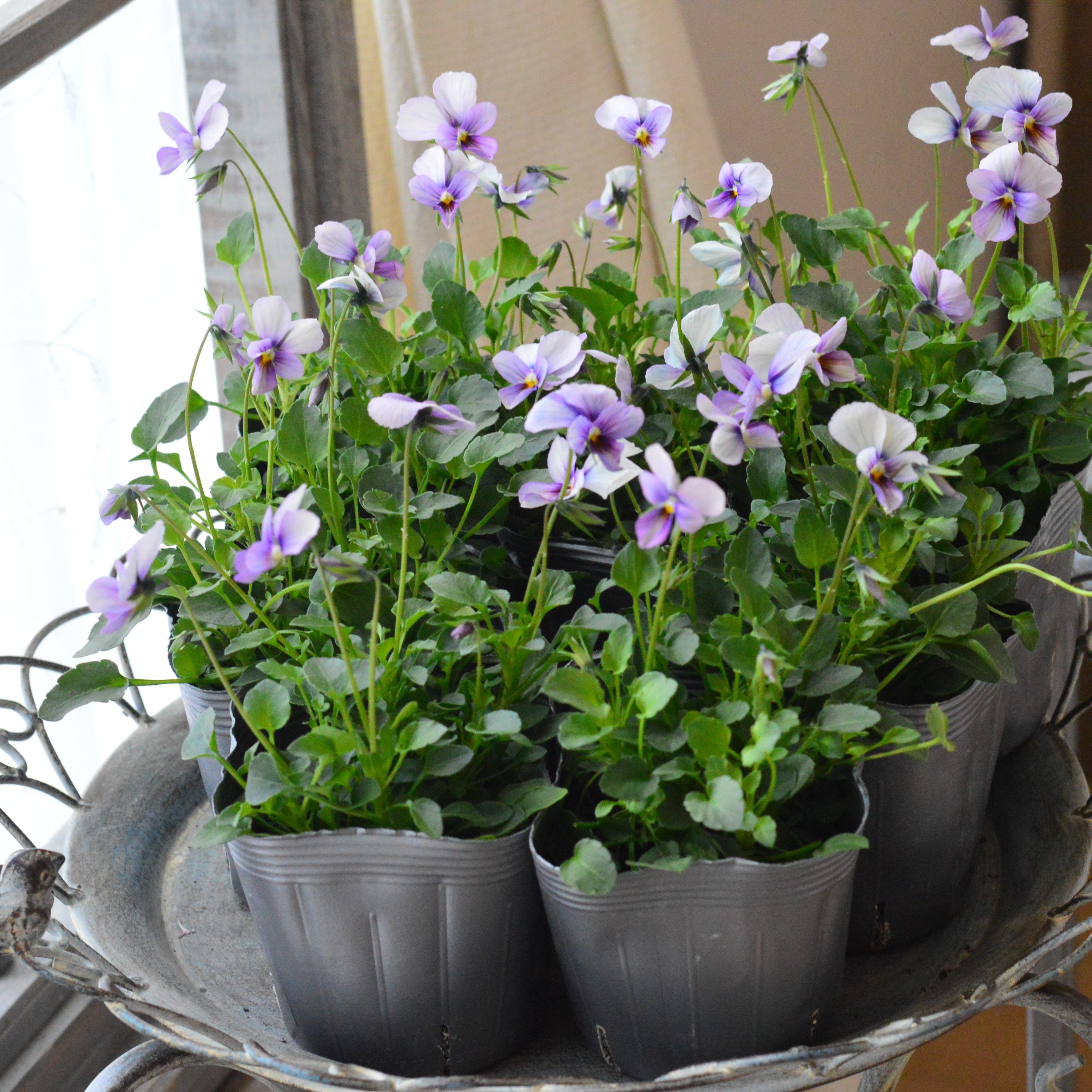 【うえたさん育種】 ビオラ 『パピヨンワールド・H』 3.5寸POT