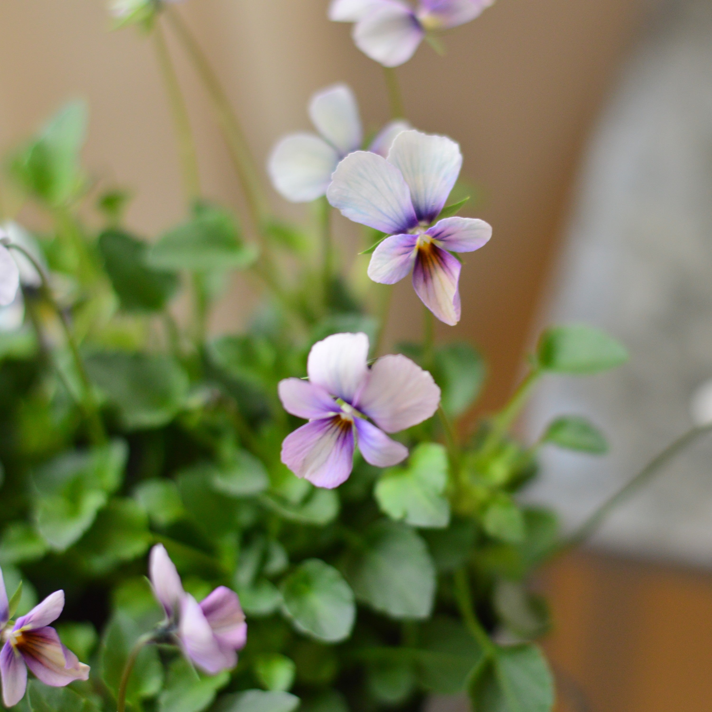 【うえたさん育種】 ビオラ 『パピヨンワールド・H』 3.5寸POT