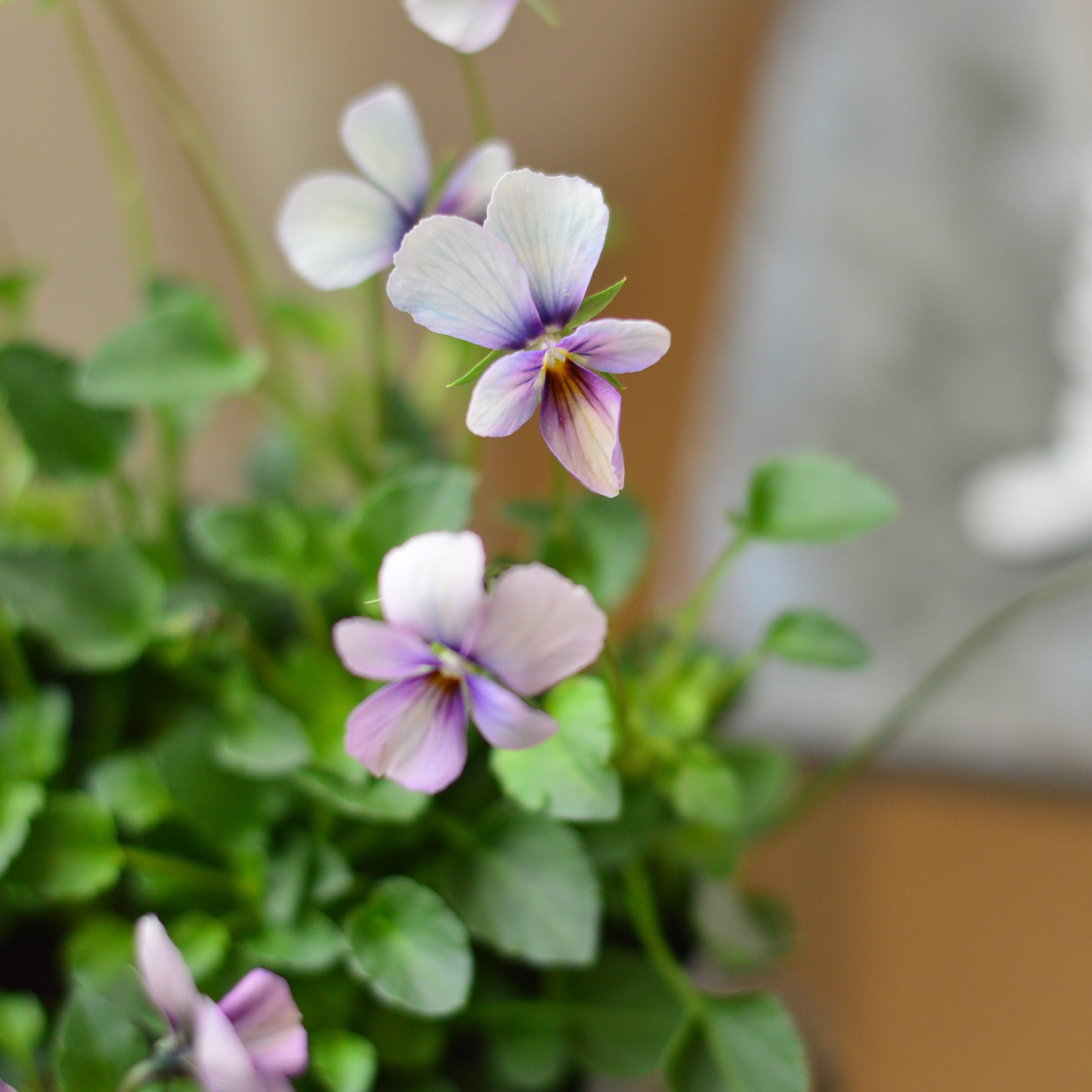 【うえたさん育種】 ビオラ 『パピヨンワールド・H』 3.5寸POT