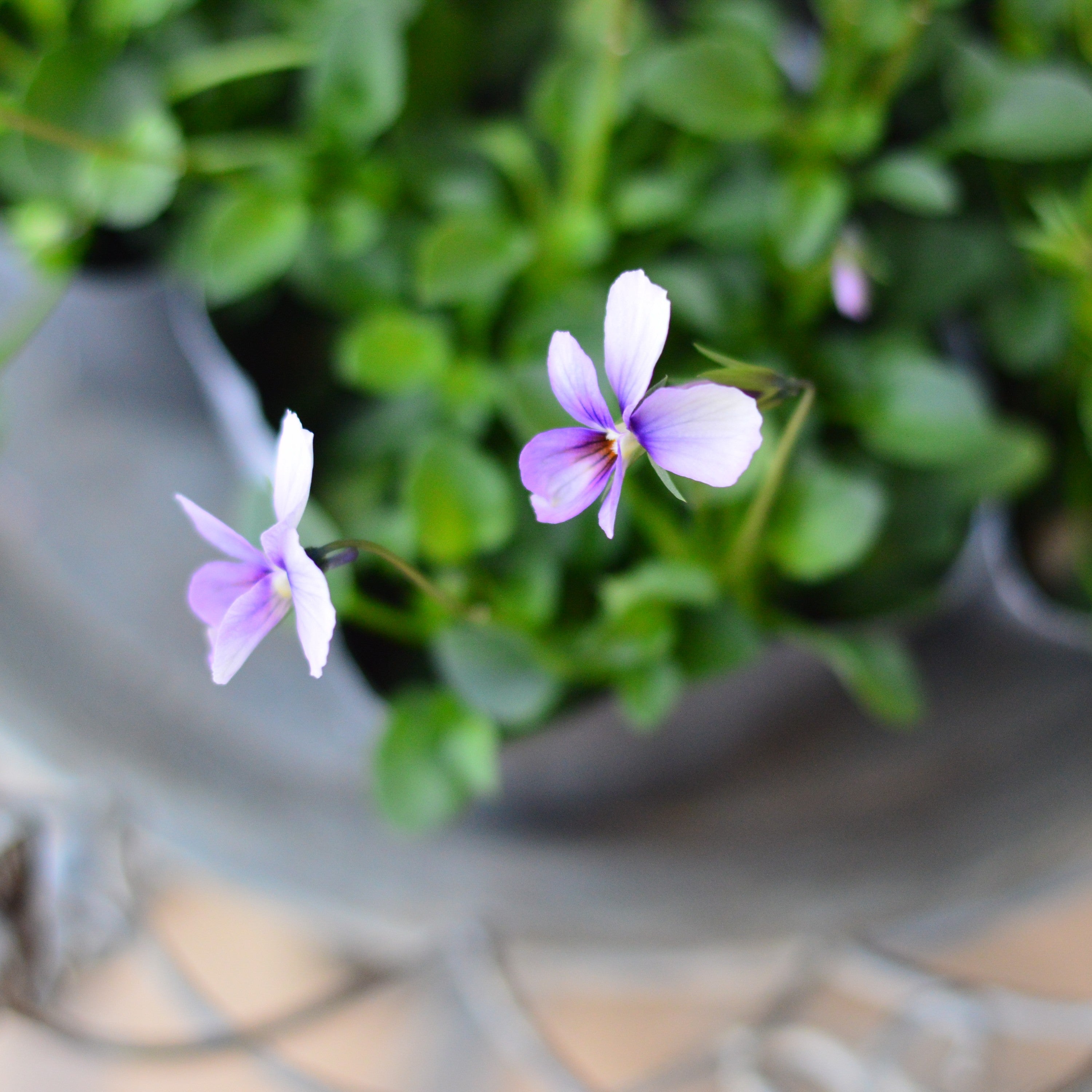 【うえたさん育種】 ビオラ 『パピヨンワールド・H』 3.5寸POT