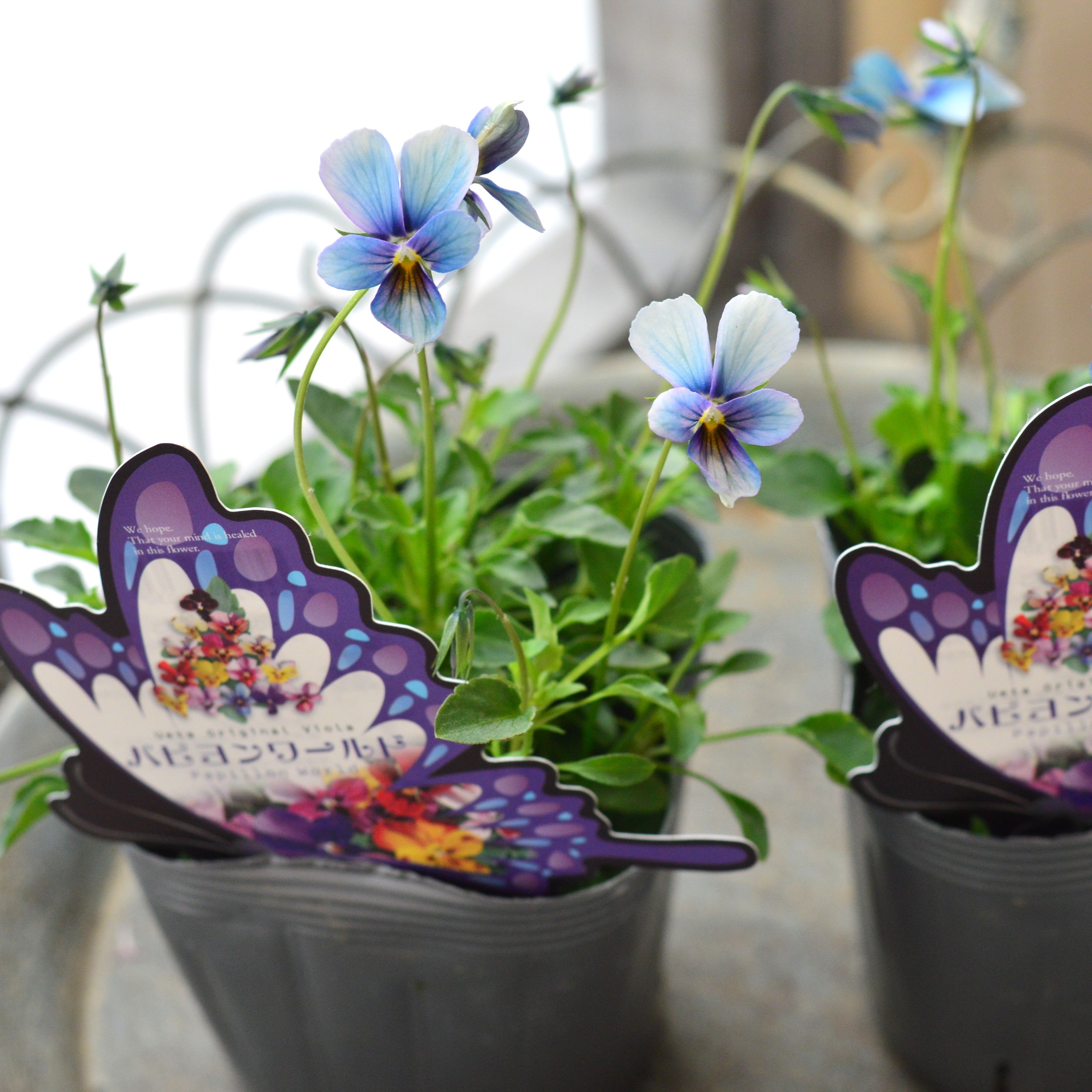 【うえたさん育種】 ビオラ 『パピヨンワールド・I』 3.5寸POT