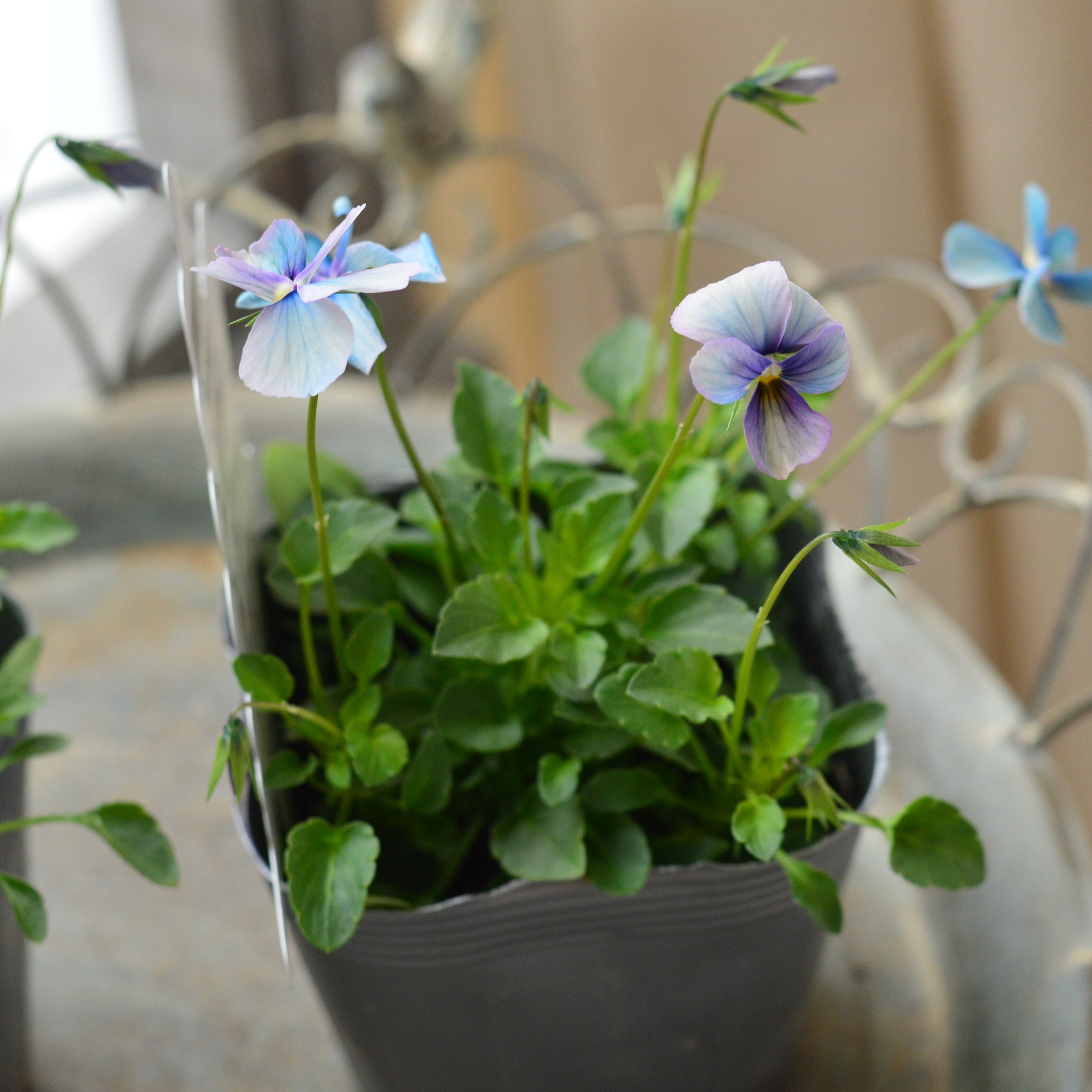 【うえたさん育種】 ビオラ 『パピヨンワールド・I』 3.5寸POT