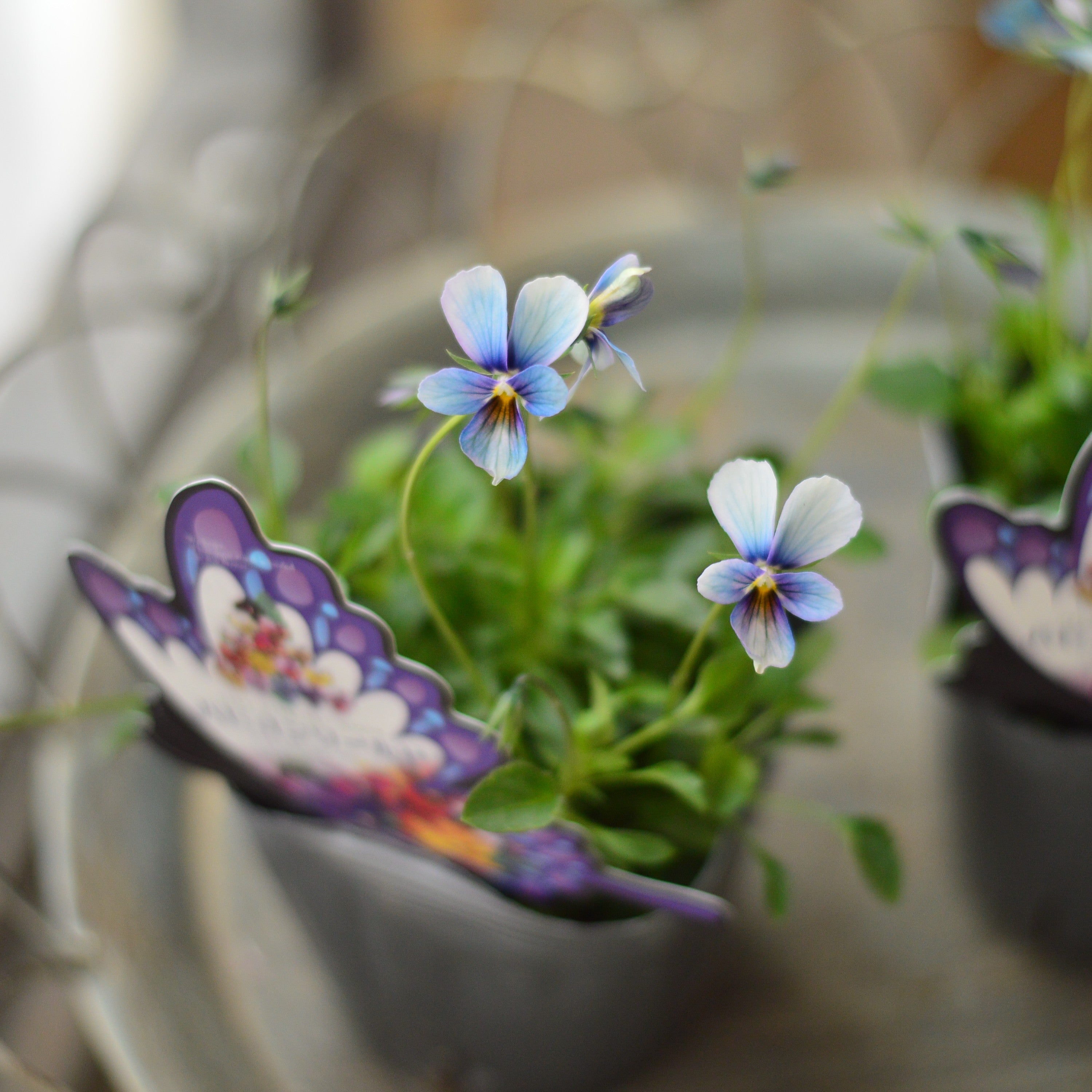 【うえたさん育種】 ビオラ 『パピヨンワールド・I』 3.5寸POT