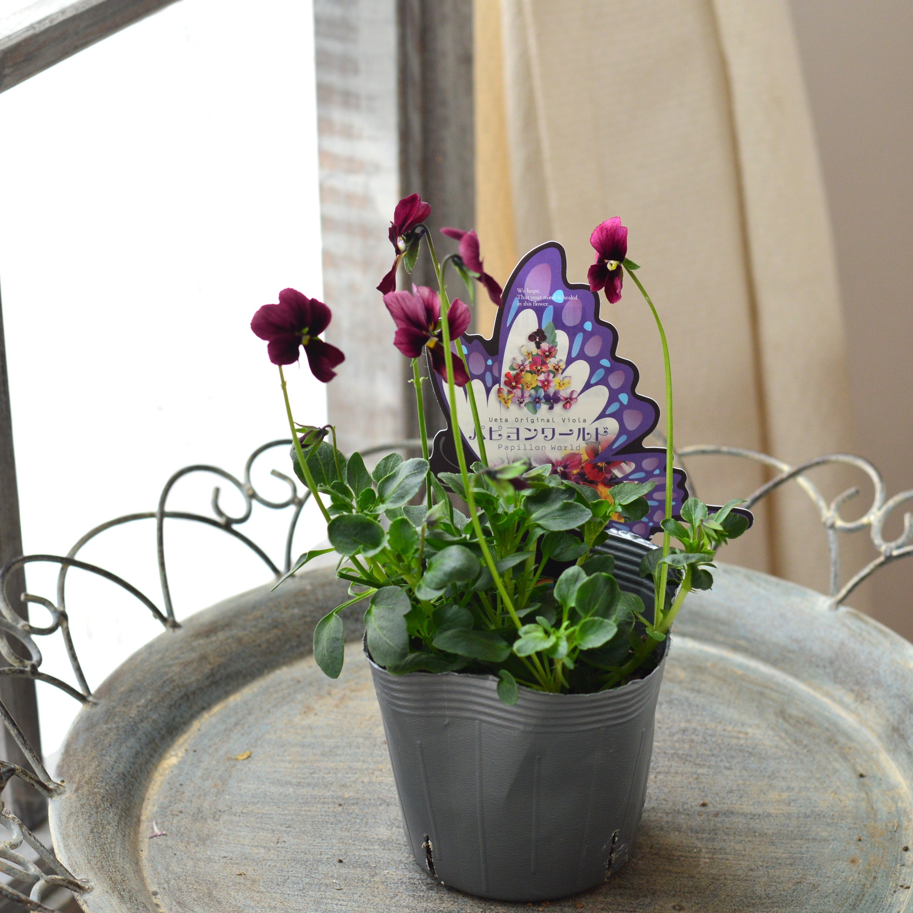 【うえたさん育種】 ビオラ 『パピヨンワールド・J』 3.5寸POT