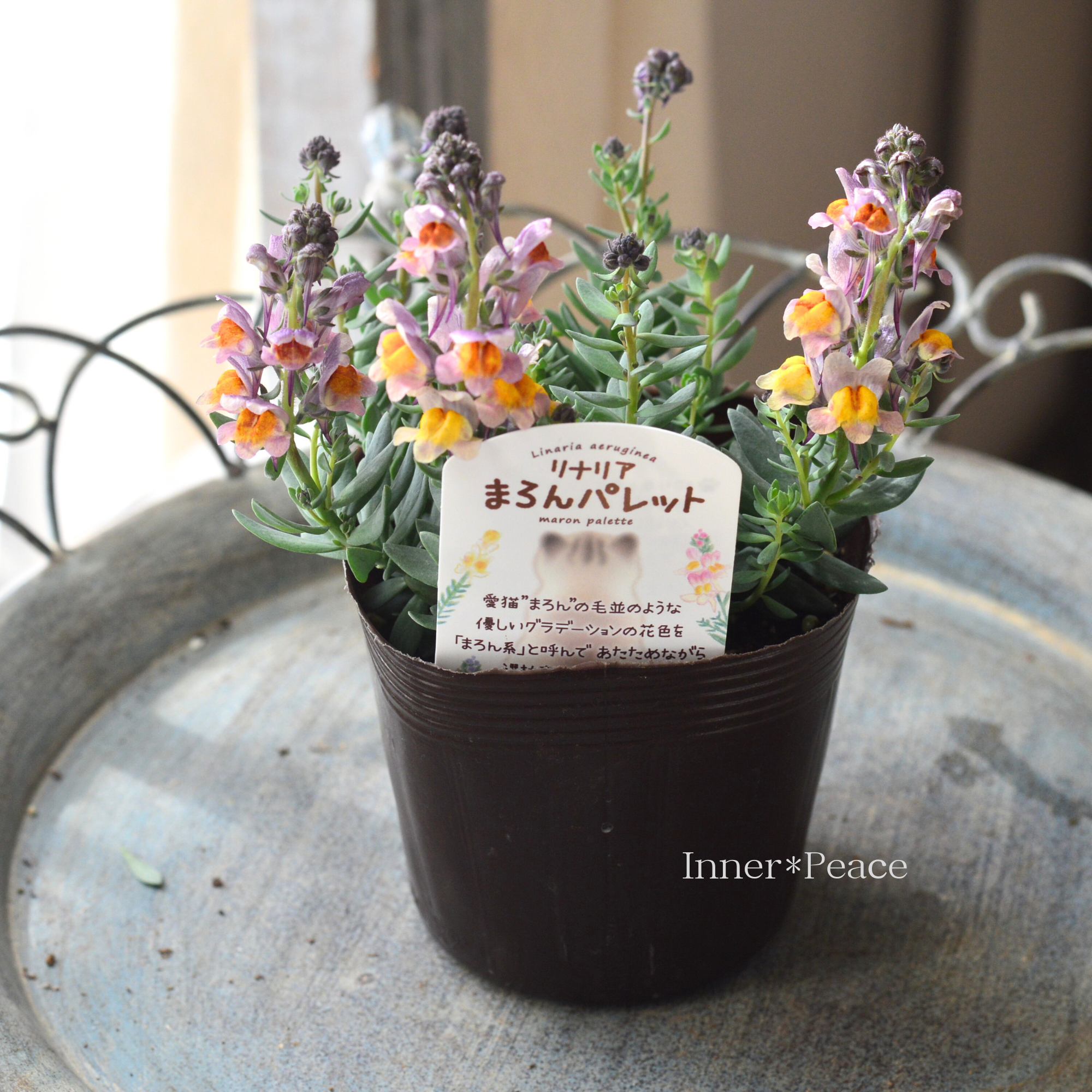 【かわいい】 リナリア 『まろんパレット・J』 3.5寸POT
