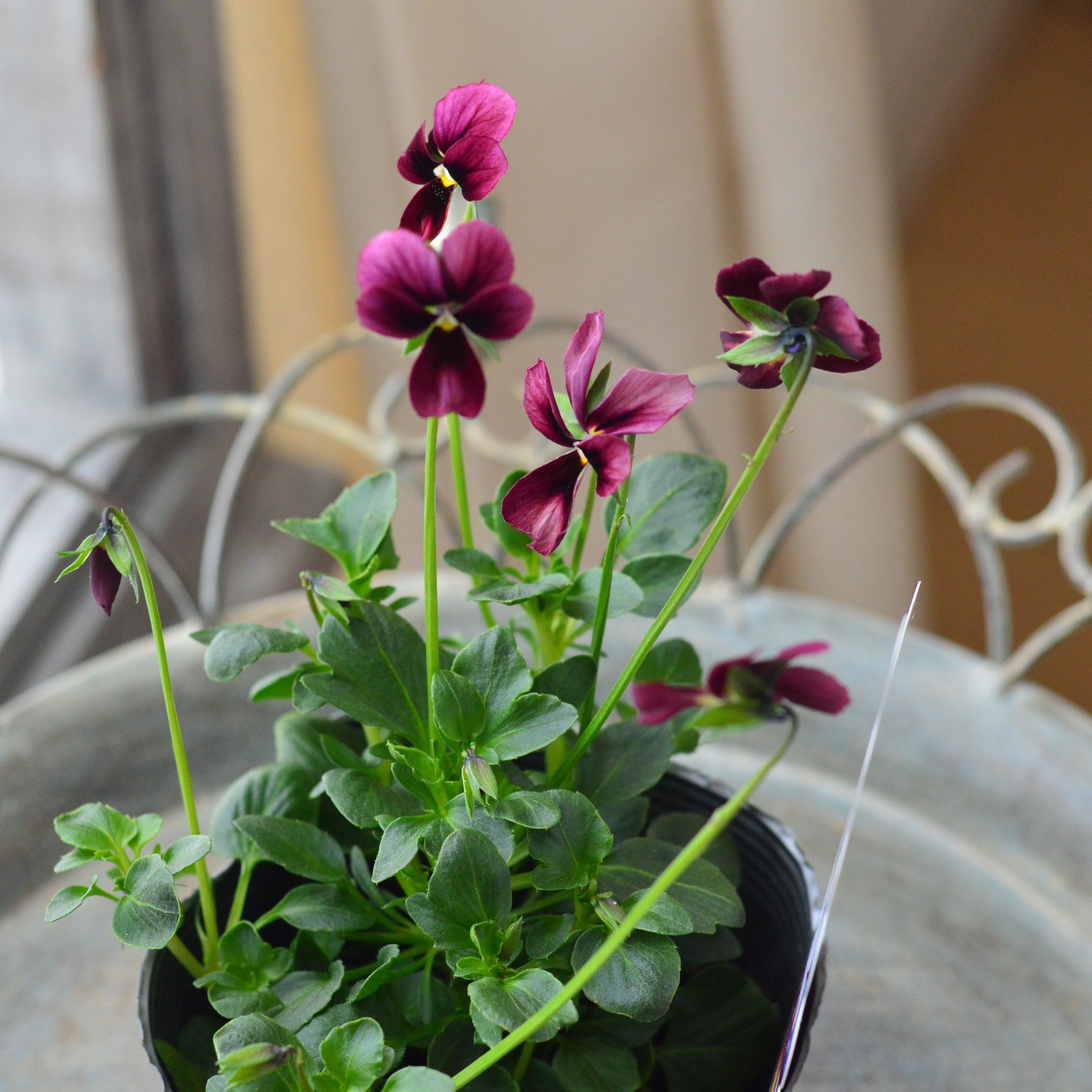 【うえたさん育種】 ビオラ 『パピヨンワールド・J』 3.5寸POT