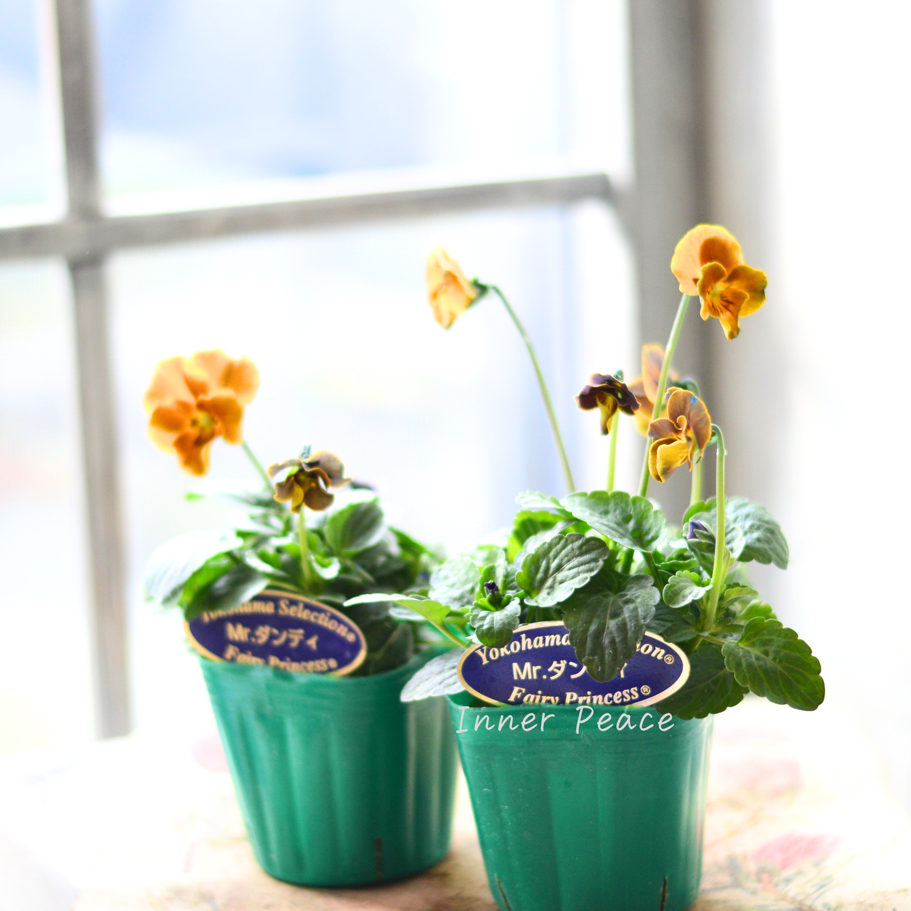 【人気】 ビオラ 『横浜セレクション・Mr.ダンディ』 3寸POT