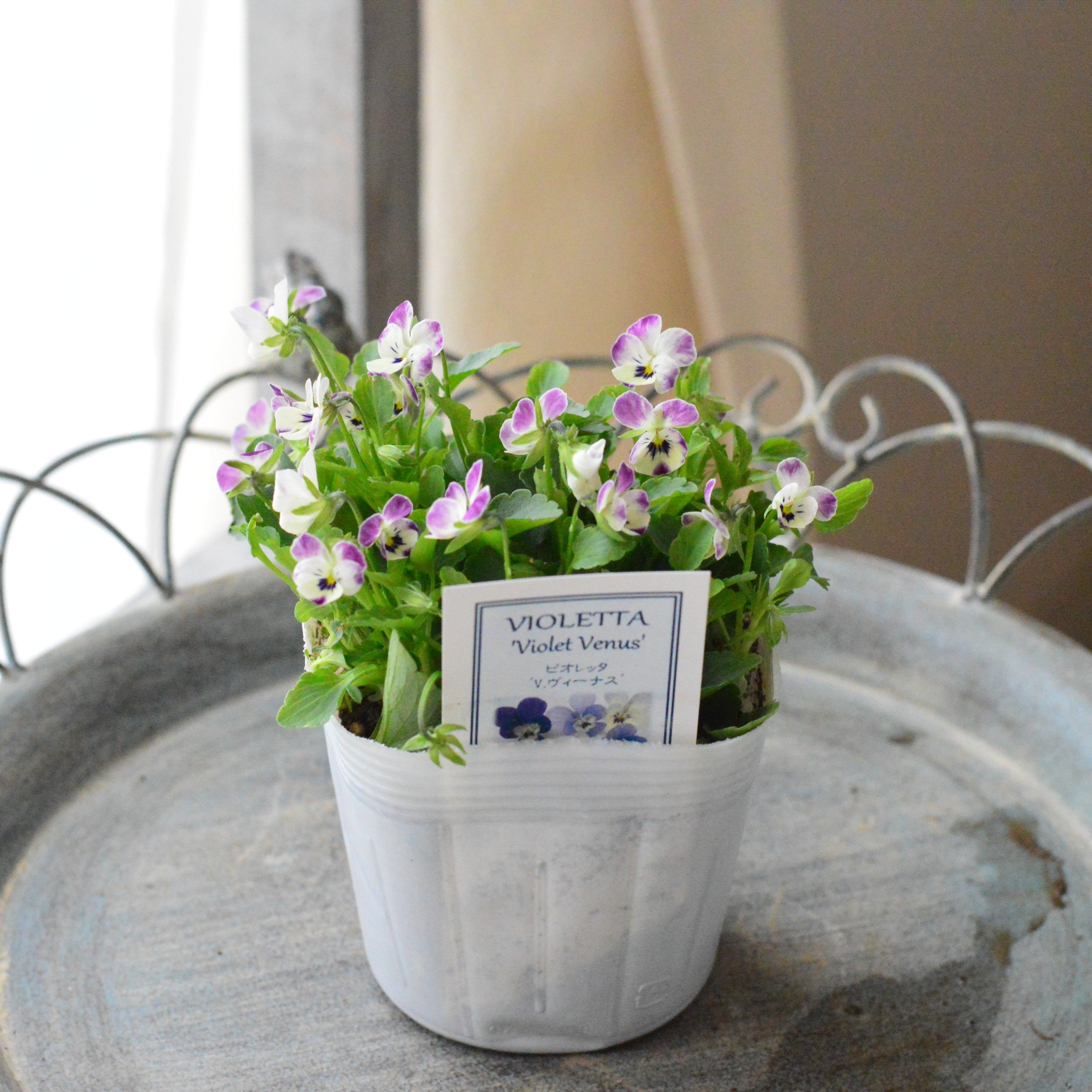 【かわいい】 小輪ビオラ ビオレッタ 『V.ヴィーナス』 3.5寸POT