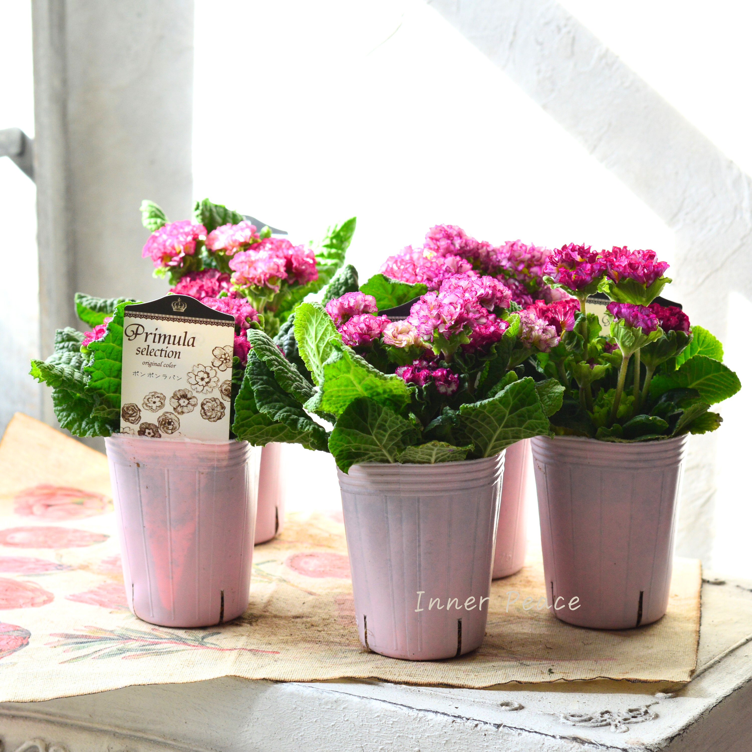 【k-plantsさん】 フリンジ咲き プリムラ 『ポンポンラパン・ピンクレッド系』 2.5寸ロングPOT