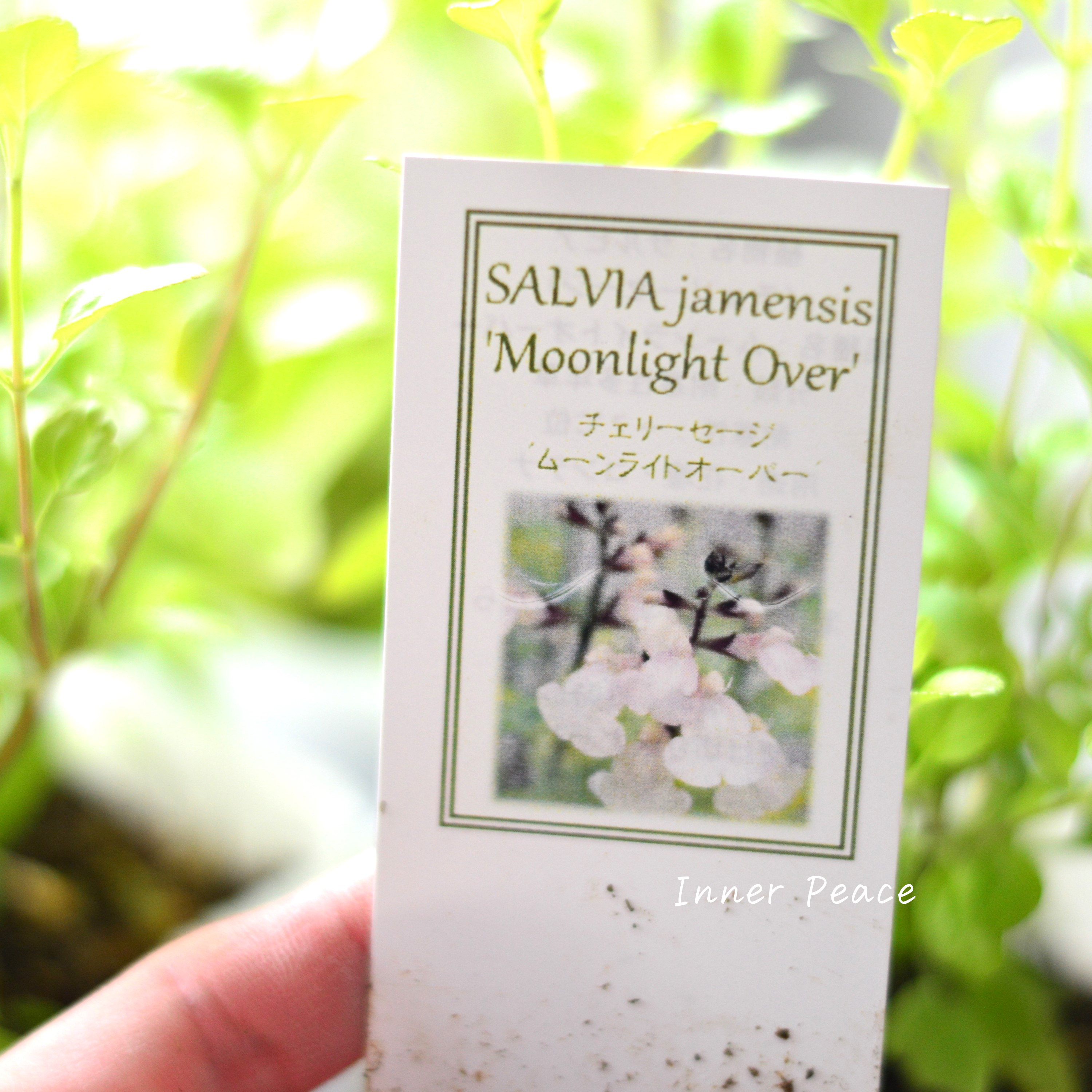 【宿根】 サルビア(チェリーセージ) 『ムーンライトオーバー』 3.5寸POT