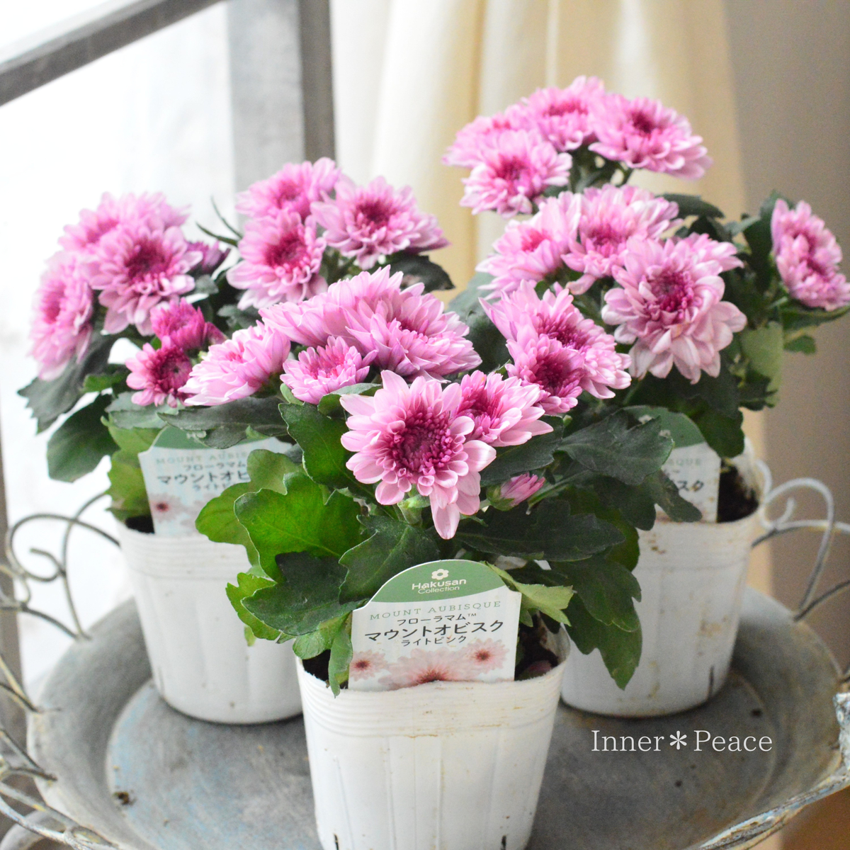 【秋の花】 クリサンセマム 『マウントオービスク・ライトピンク』 3.5寸POT