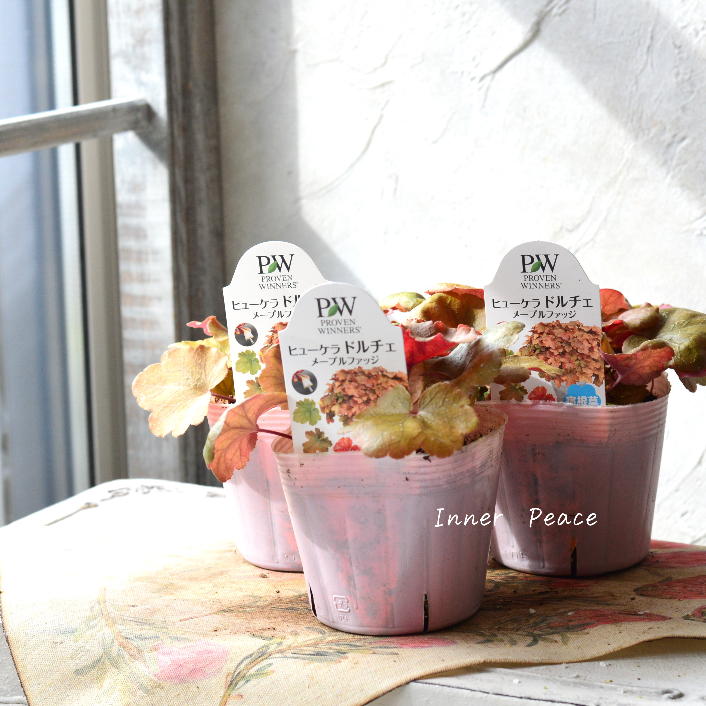 【PW】 ヒューケラ ドルチェ 『メープルファッジ』 3.5寸POT