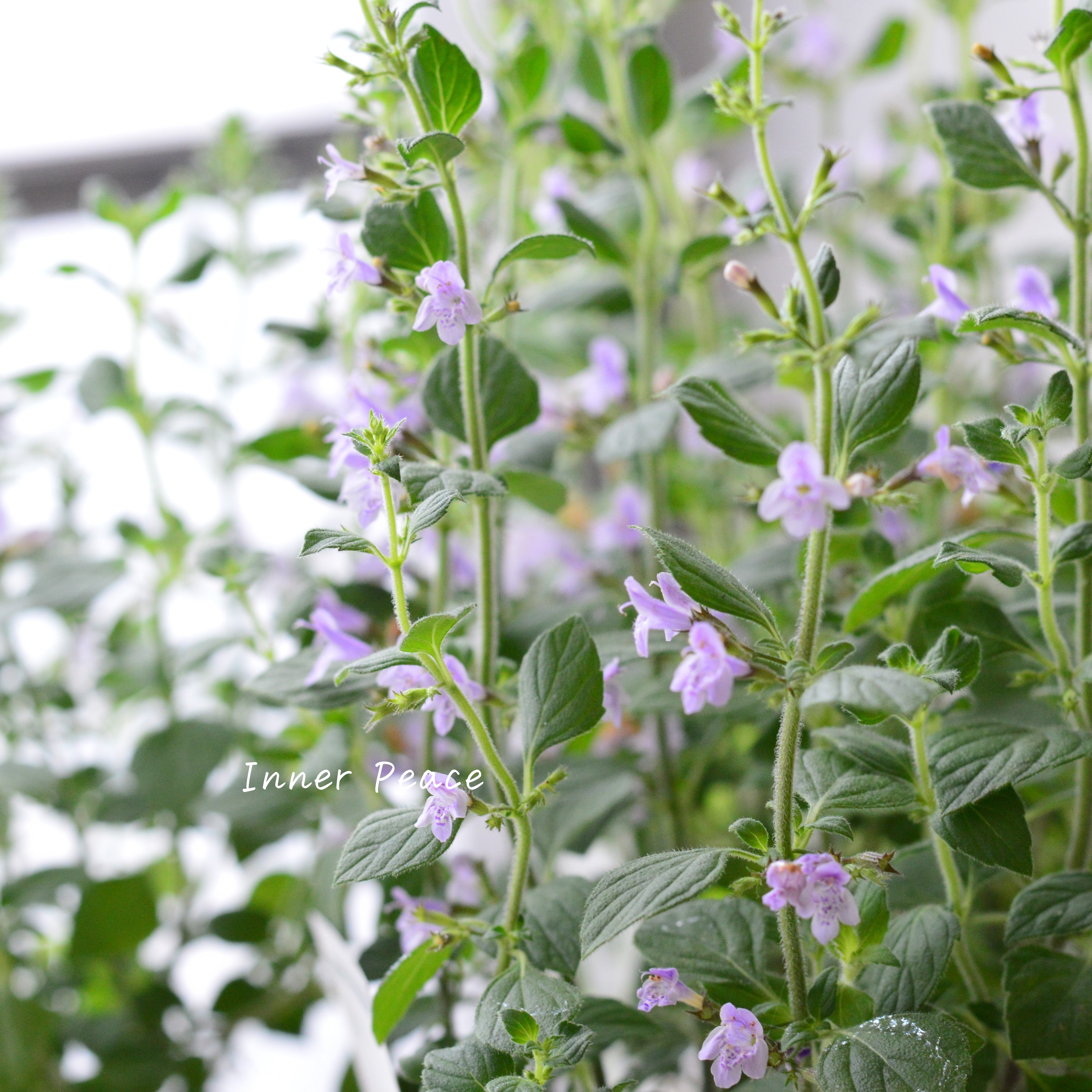 【宿根】 カラミンサ 『マーベレッテ・ブルー』 2.5寸ロングPOT