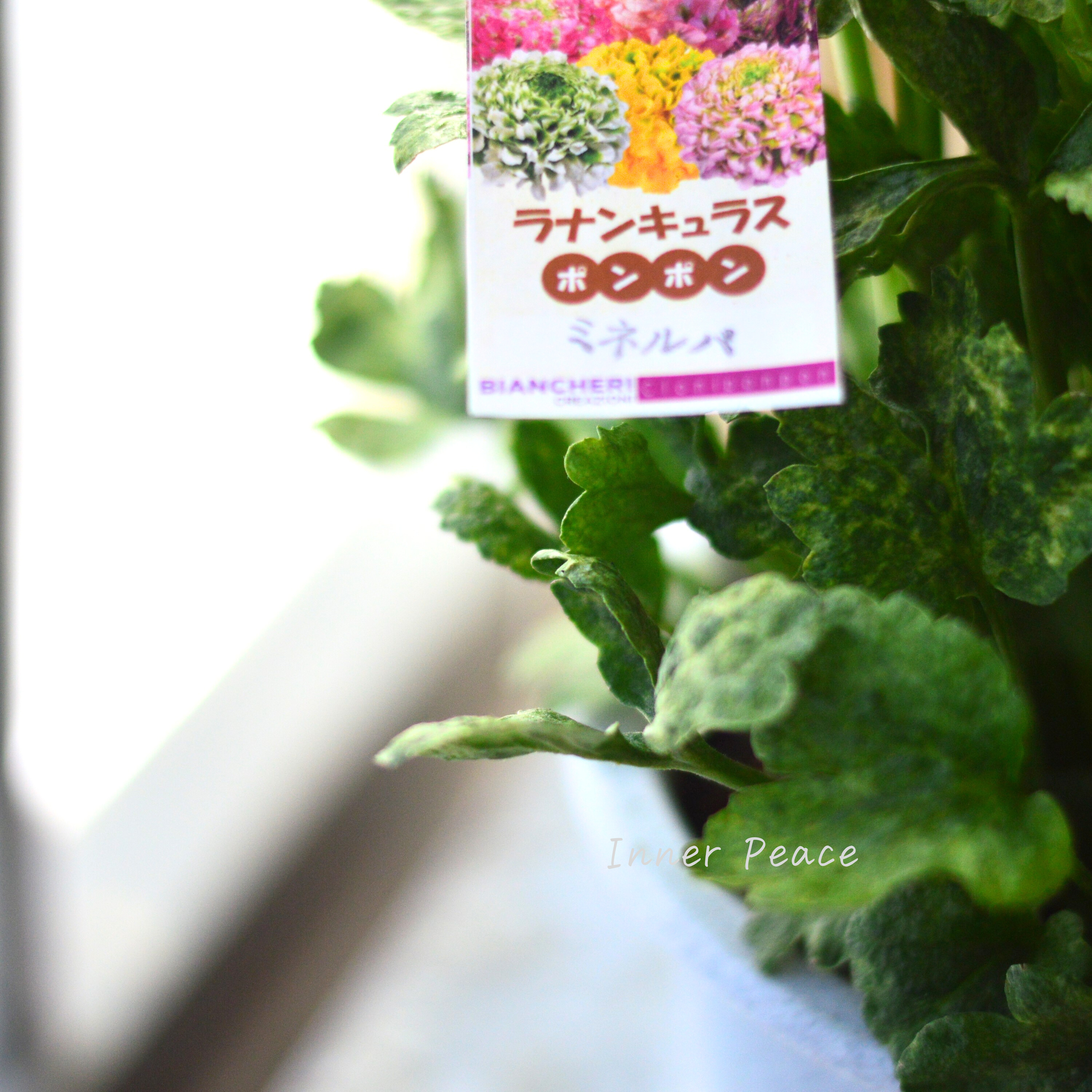 【希少】 ラナンキュラス・ポンポン 『ミネルバ』 5号鉢