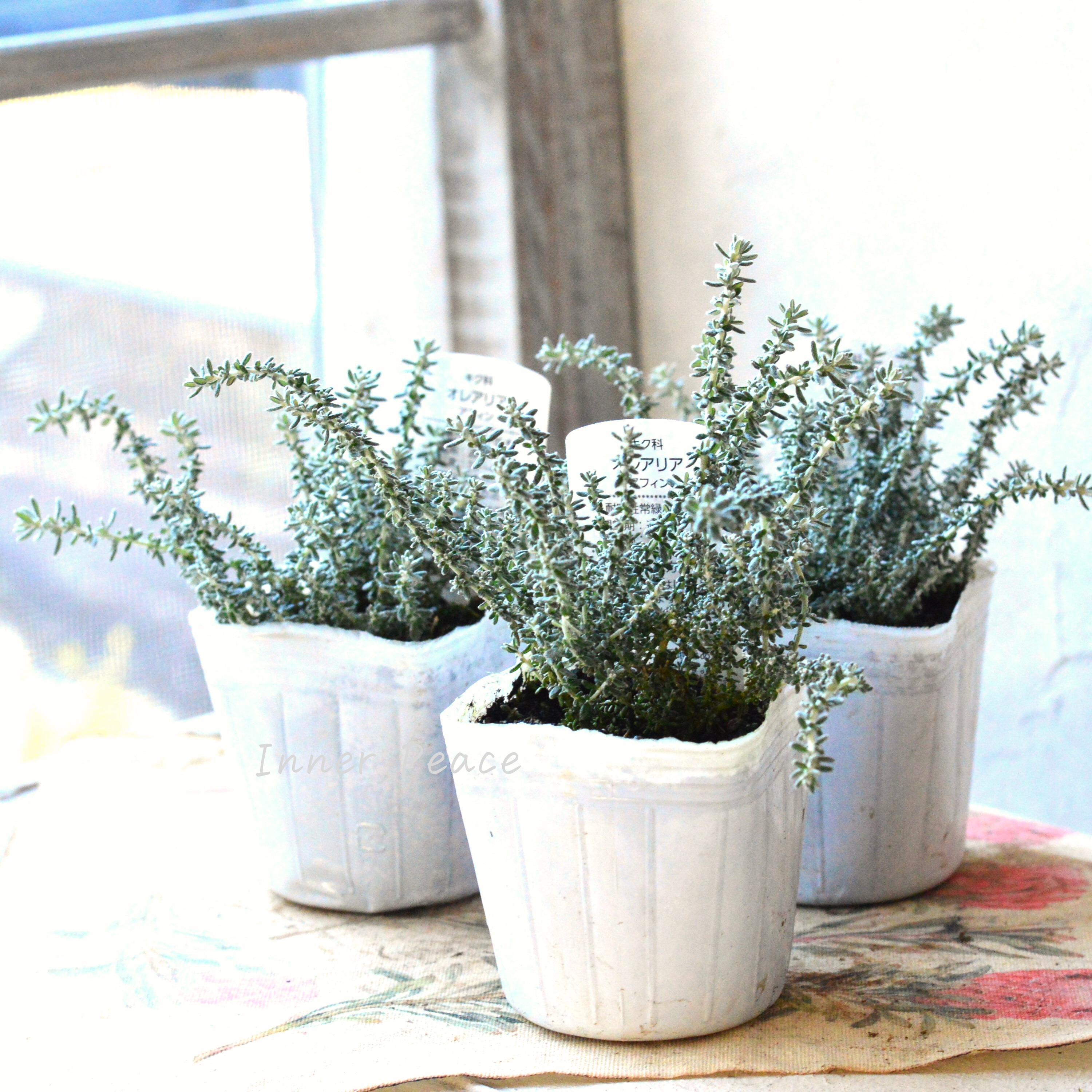 【寄せ植えに】 オレアリア 『アフィン』 2.5寸~3寸POT