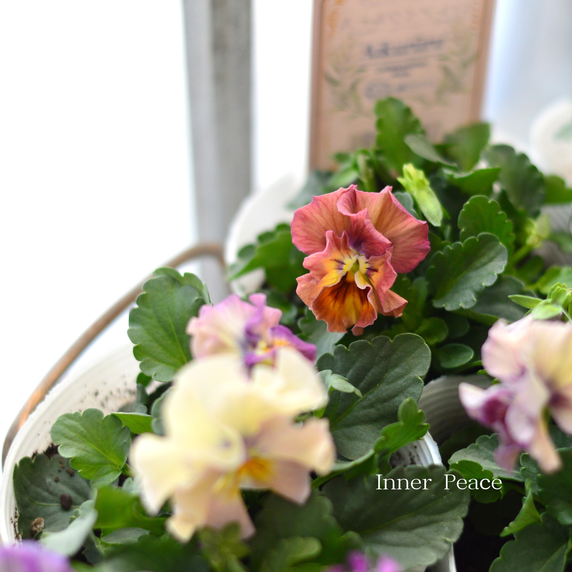 【かわいい】 ビオラ 『アイクルール』 3.5寸POT