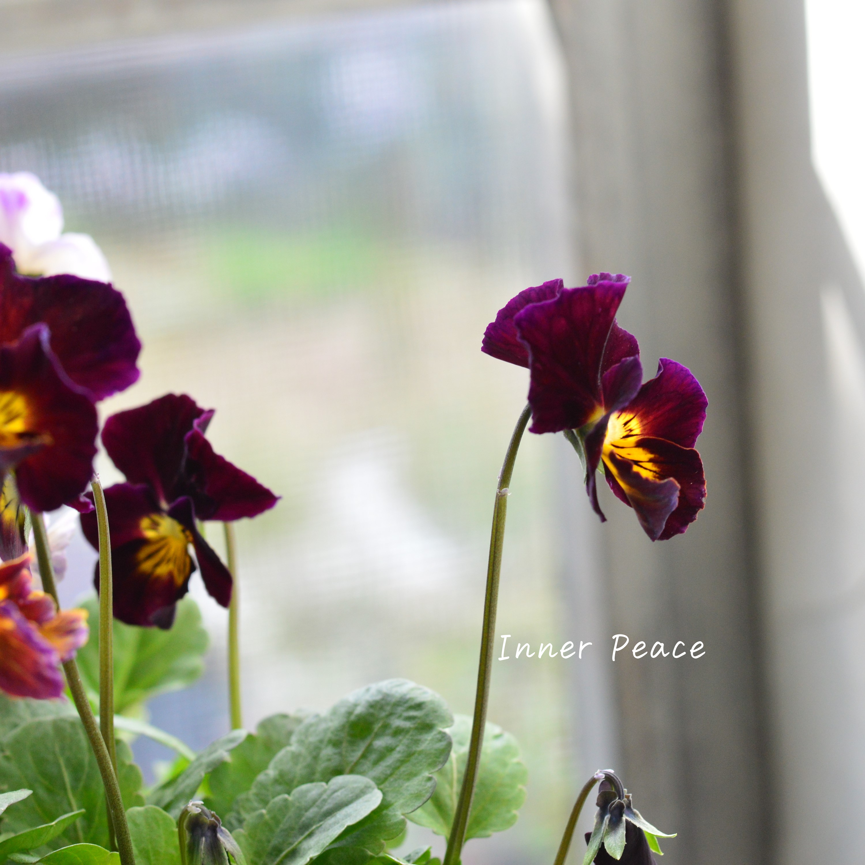 【人気】 ビオラ 『横浜セレクション・花まつり』 3寸POT