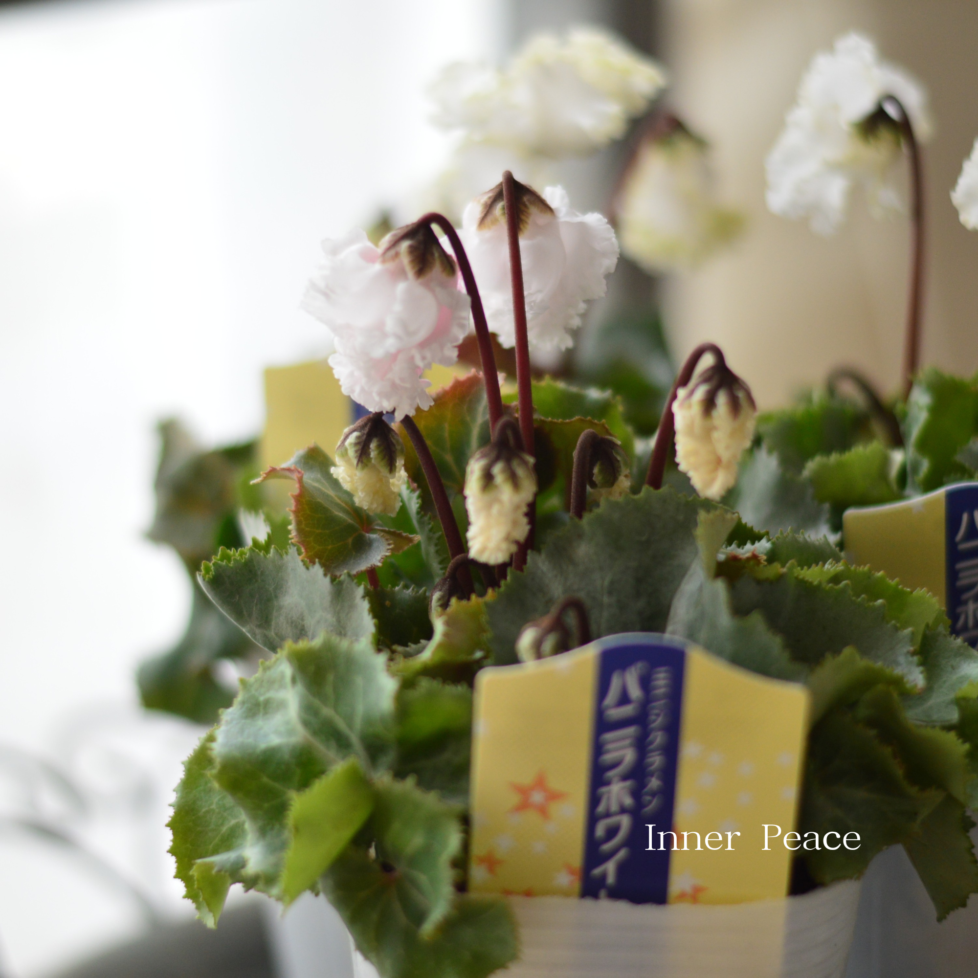 【かわいい】 ミニシクラメン 『バニラホワイト』 3寸~3.5寸POT