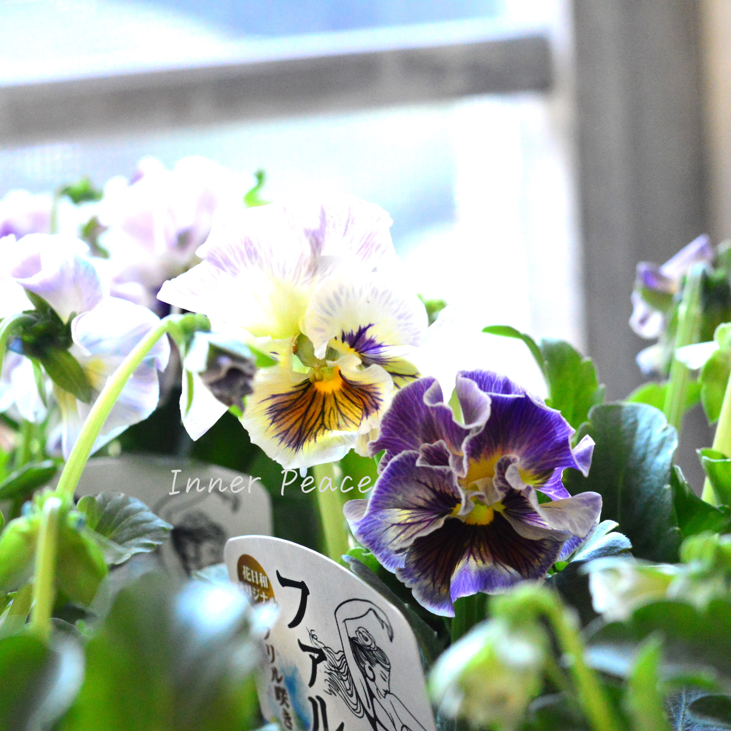 【花日和さんオリジナル】 フリル咲きパンジー 『ファルダ』 3.5寸POT