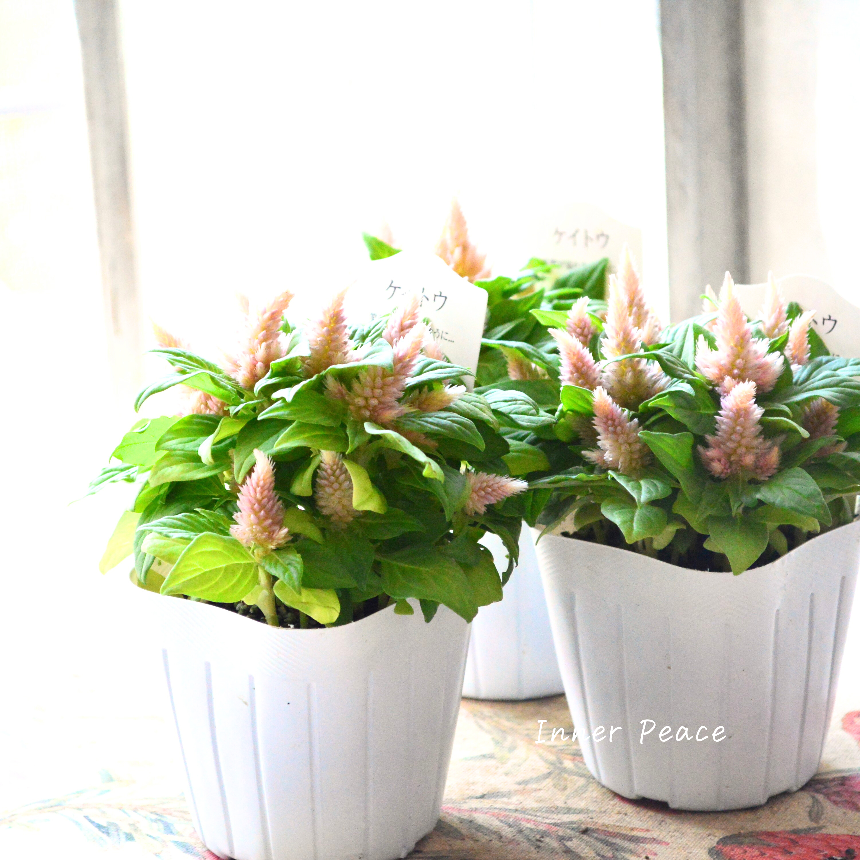 【秋のお花】 ケイトウ(多粒撒き) 『サーモンピンク』 3寸POT