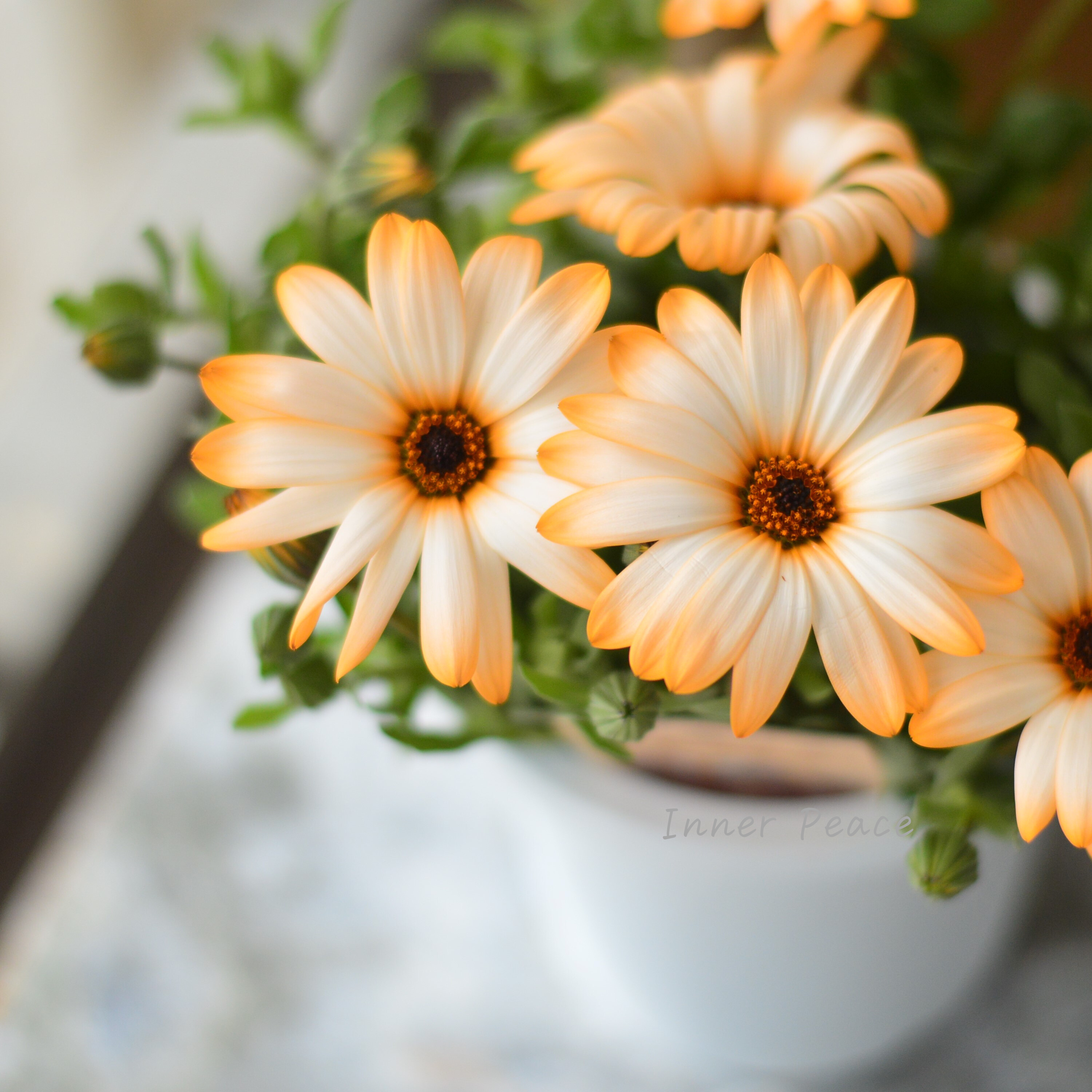 【春色】 ディモルフォセカ 『パステリーナ・オレンジ系』 4寸プラ鉢