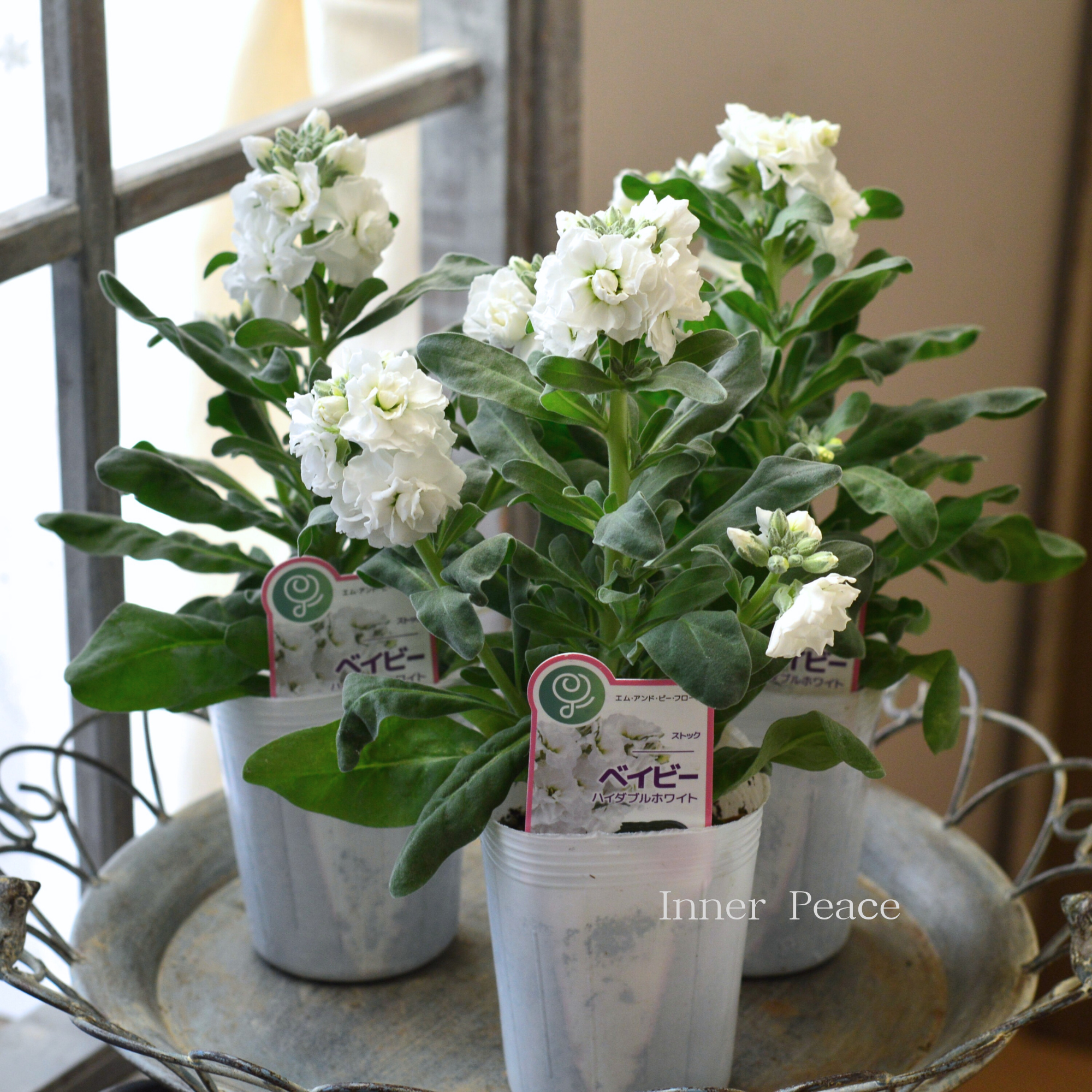 【八重咲き】 ストック ベイビー 『ハイダブルホワイト』 3寸ロングPOT